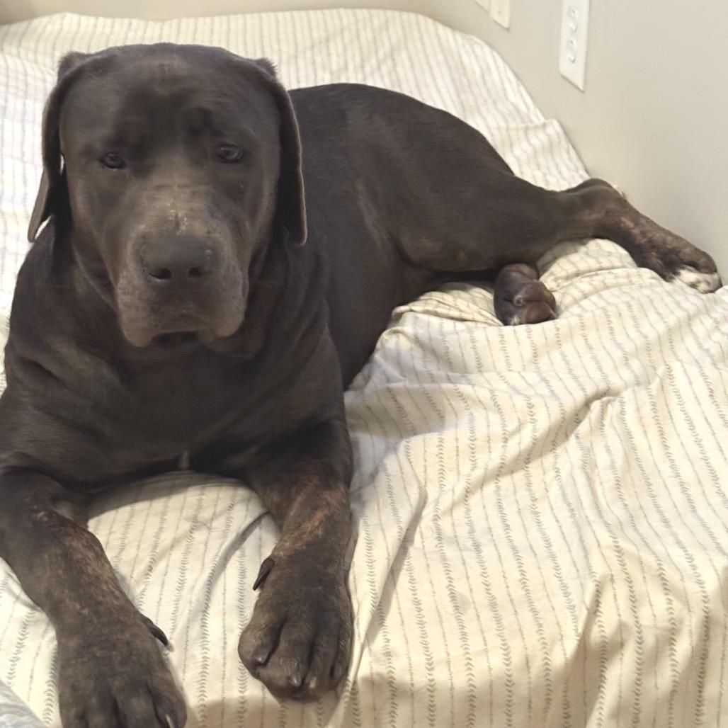 Enlarge Blossom, a Adoptable Cane Corso in Farmersville, OH image 2/2