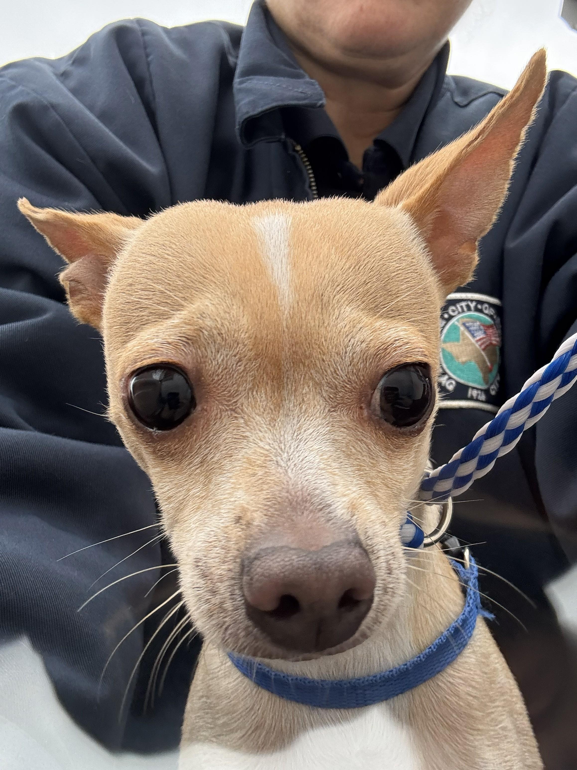 Enlarge Coco, a ADOPTABLE Chihuahua in Edna, TX image 1/1