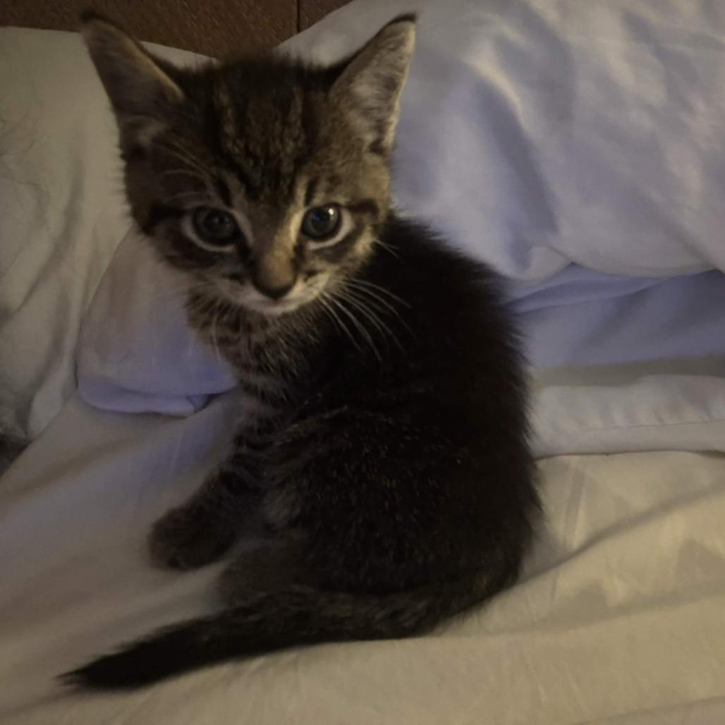 Hotel, Adoptable, Kitten Male Domestic Short Hair.