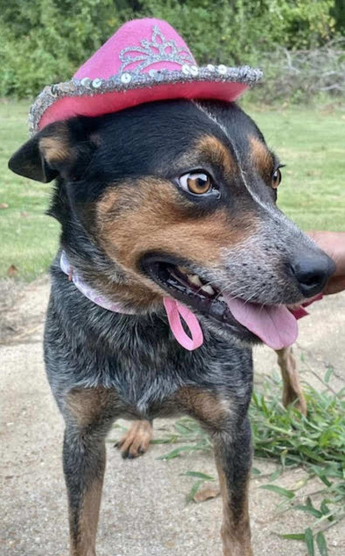 Reba, a Adoptable mixed breed in Woburn, MA image 1/6