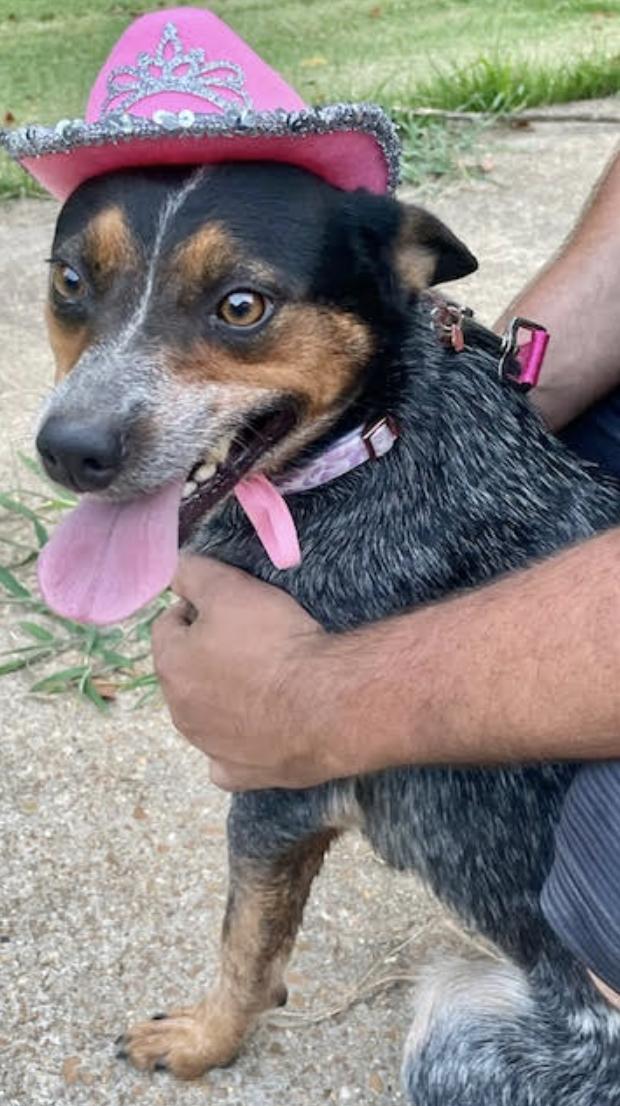 Reba, a Adoptable mixed breed in Woburn, MA image 2/6