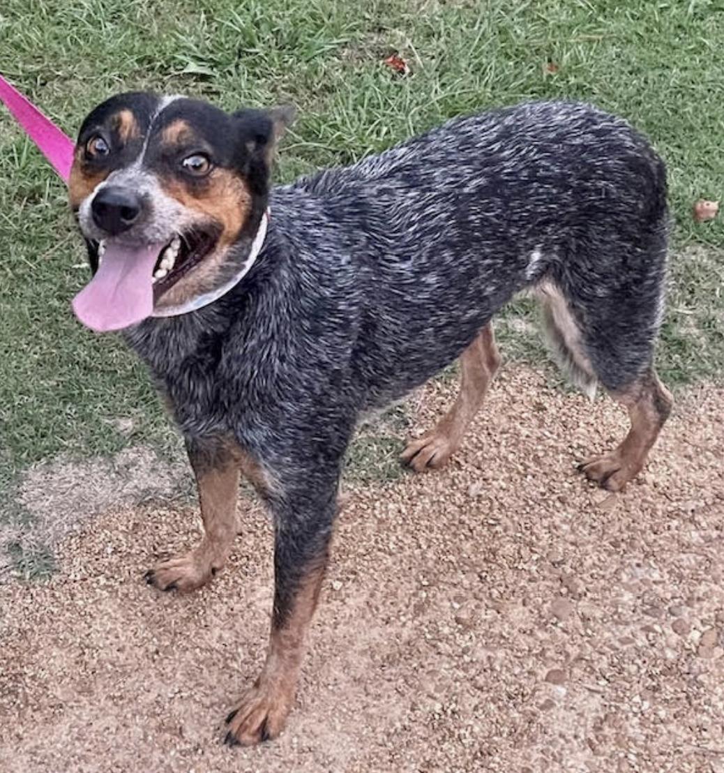 Reba, a Adoptable mixed breed in Woburn, MA image 3/6