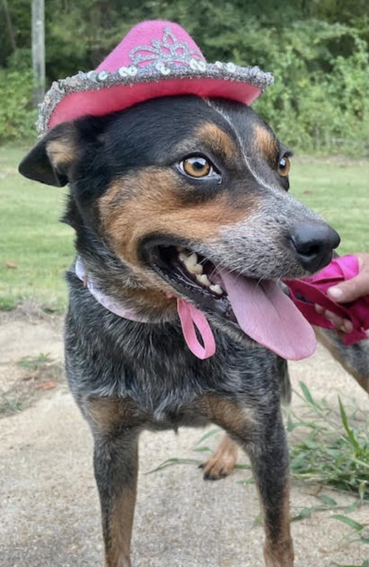 Reba, a Adoptable mixed breed in Woburn, MA image 4/6