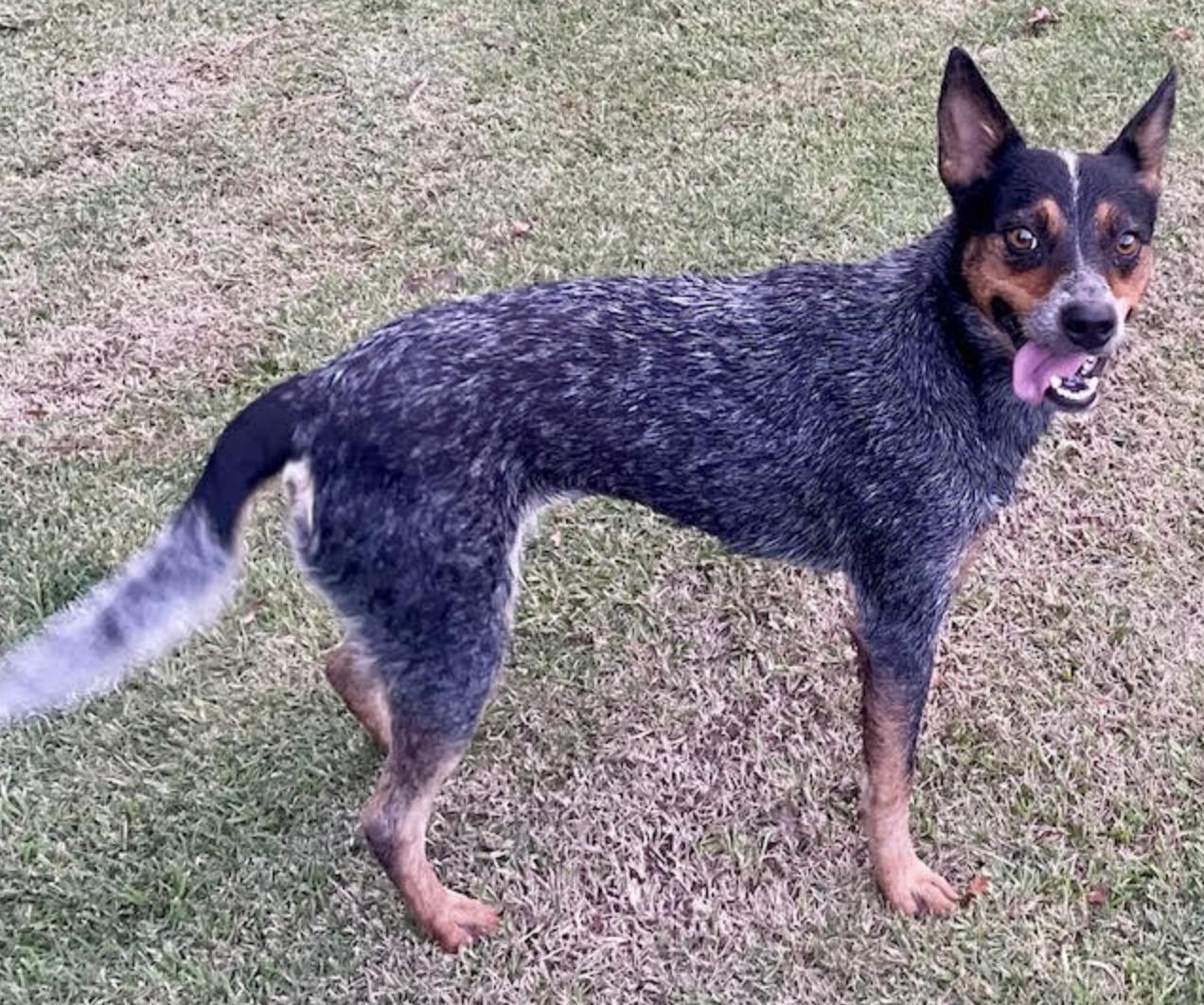 Reba, a Adoptable mixed breed in Woburn, MA image 6/6