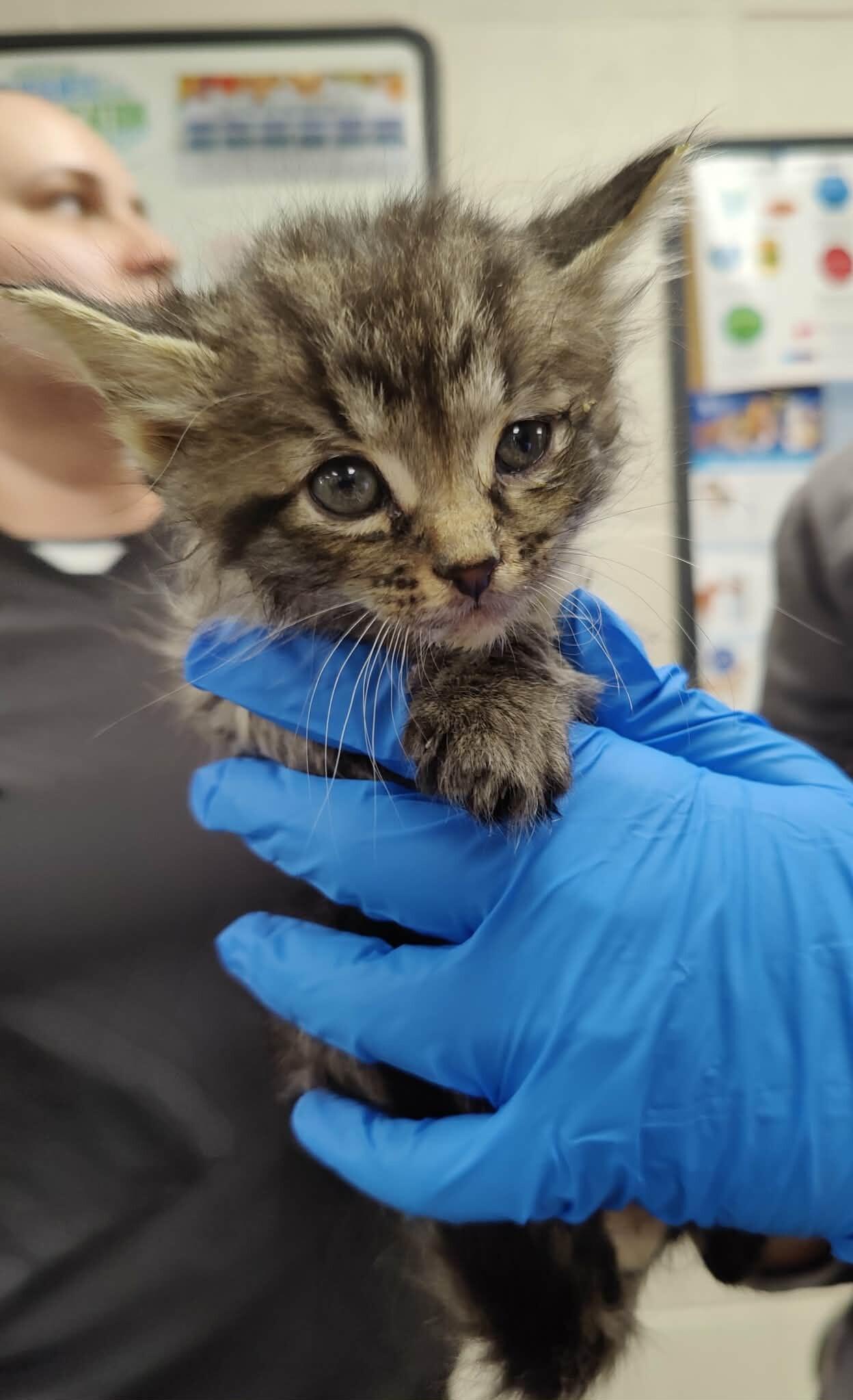 The Puma, Adoptable, Kitten Male Domestic Short Hair.