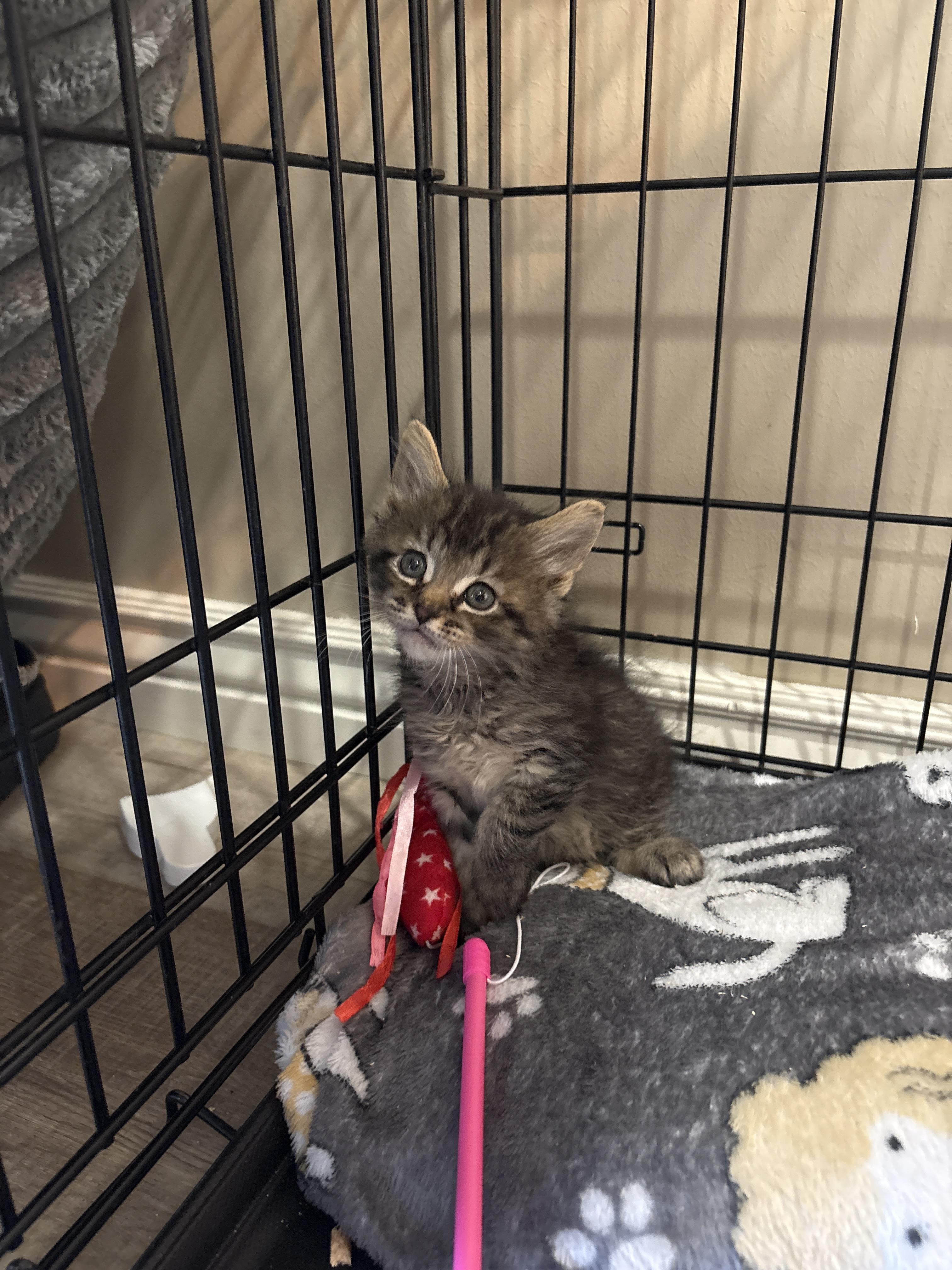 The Puma, a Adoptable Domestic Short Hair in Fruit Heights, UT image 2/6