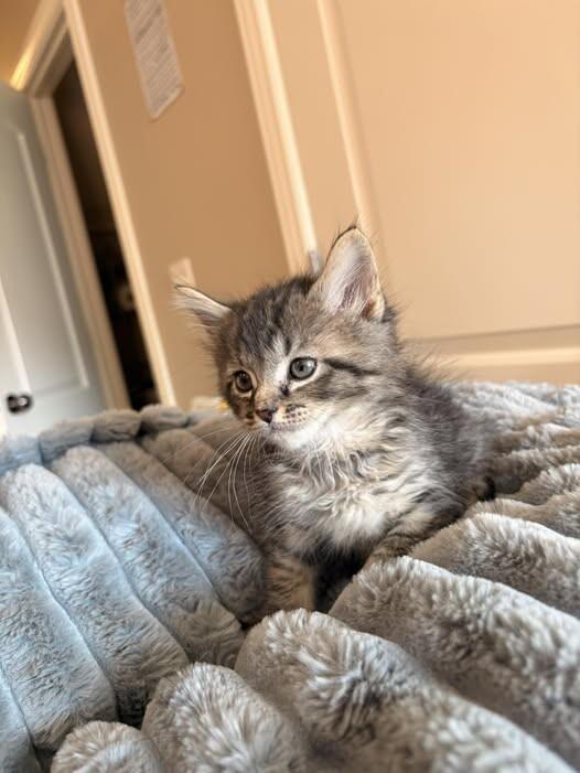 The Puma, a Adoptable Domestic Short Hair in Fruit Heights, UT image 3/6