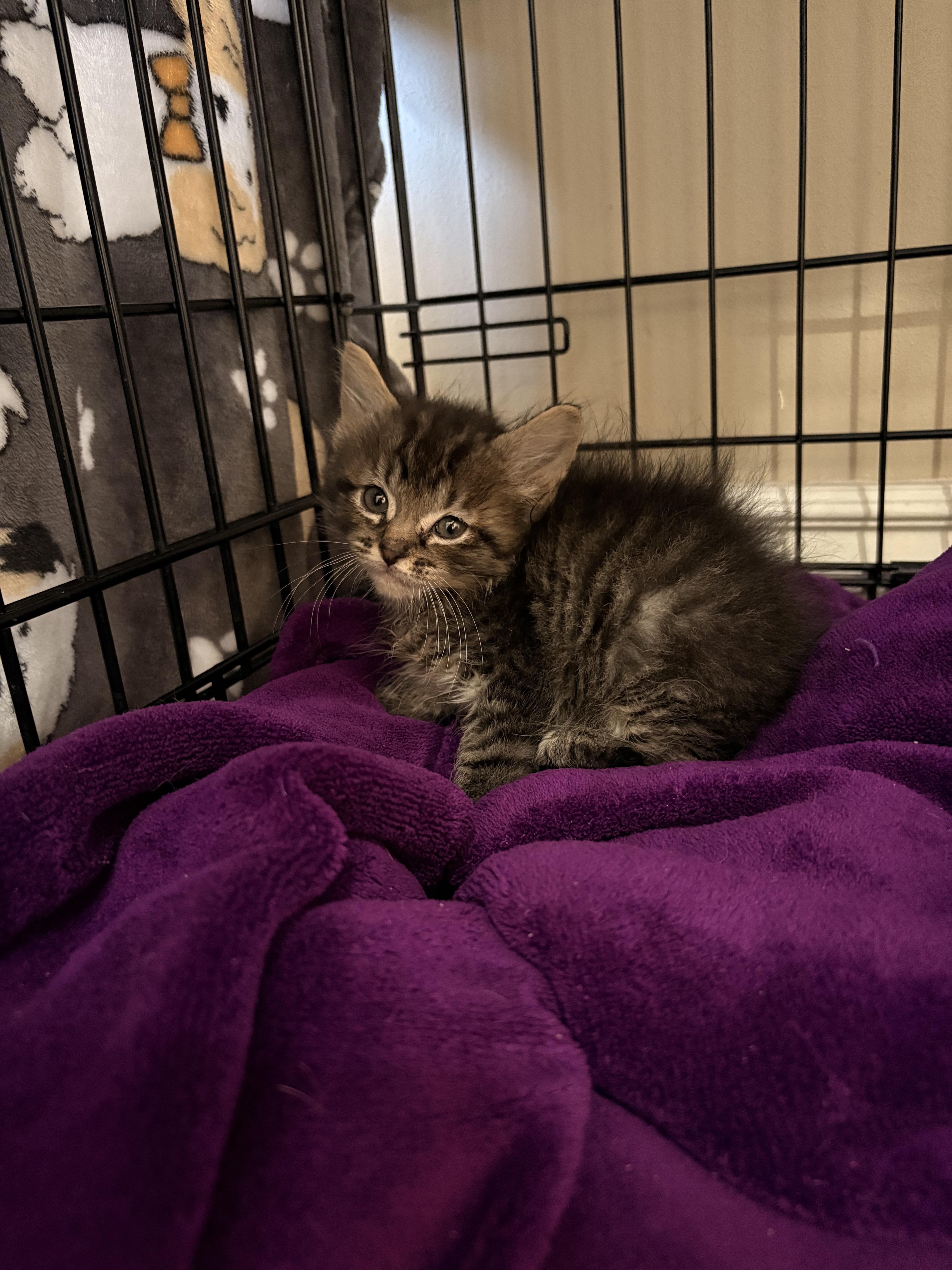 The Puma, a Adoptable Domestic Short Hair in Fruit Heights, UT image 4/6