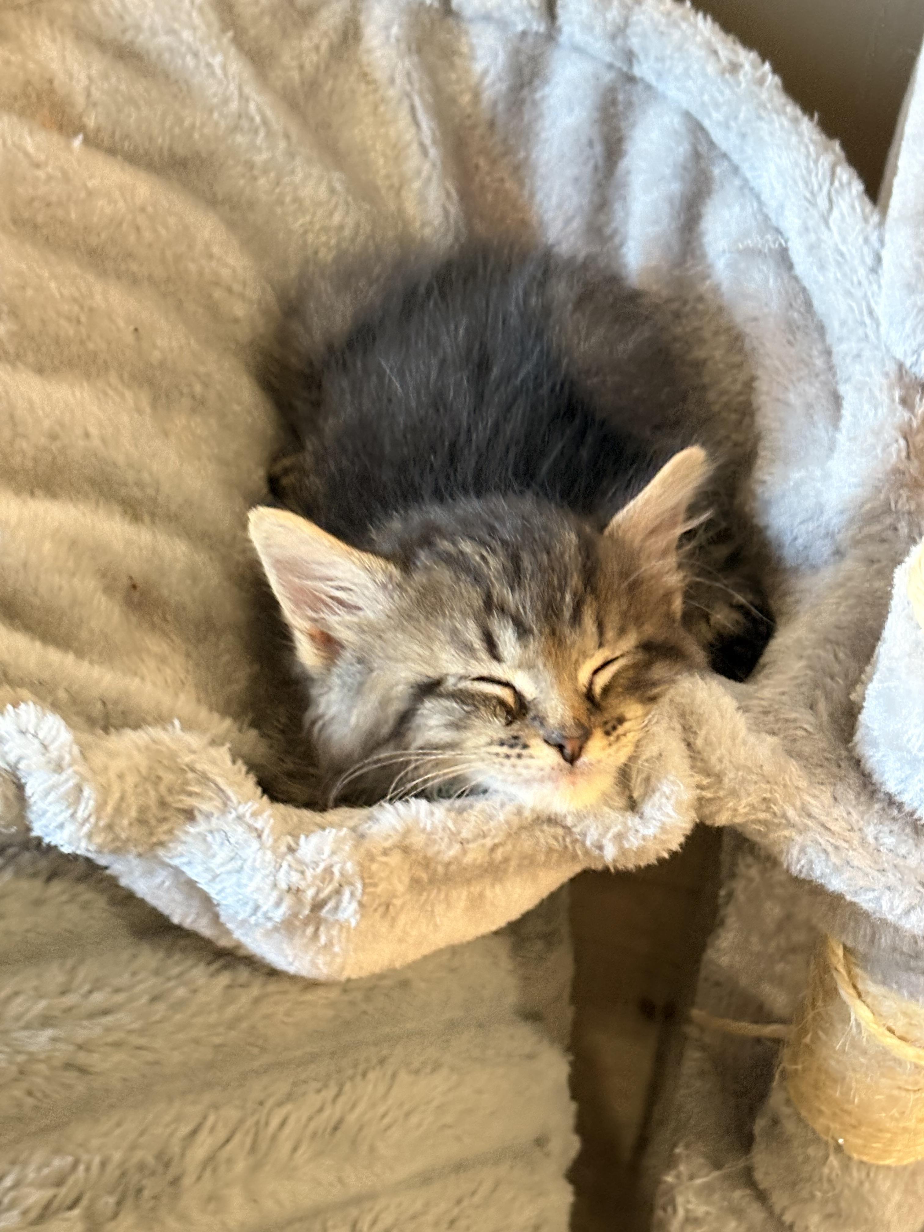 The Puma, a Adoptable Domestic Short Hair in Fruit Heights, UT image 5/6