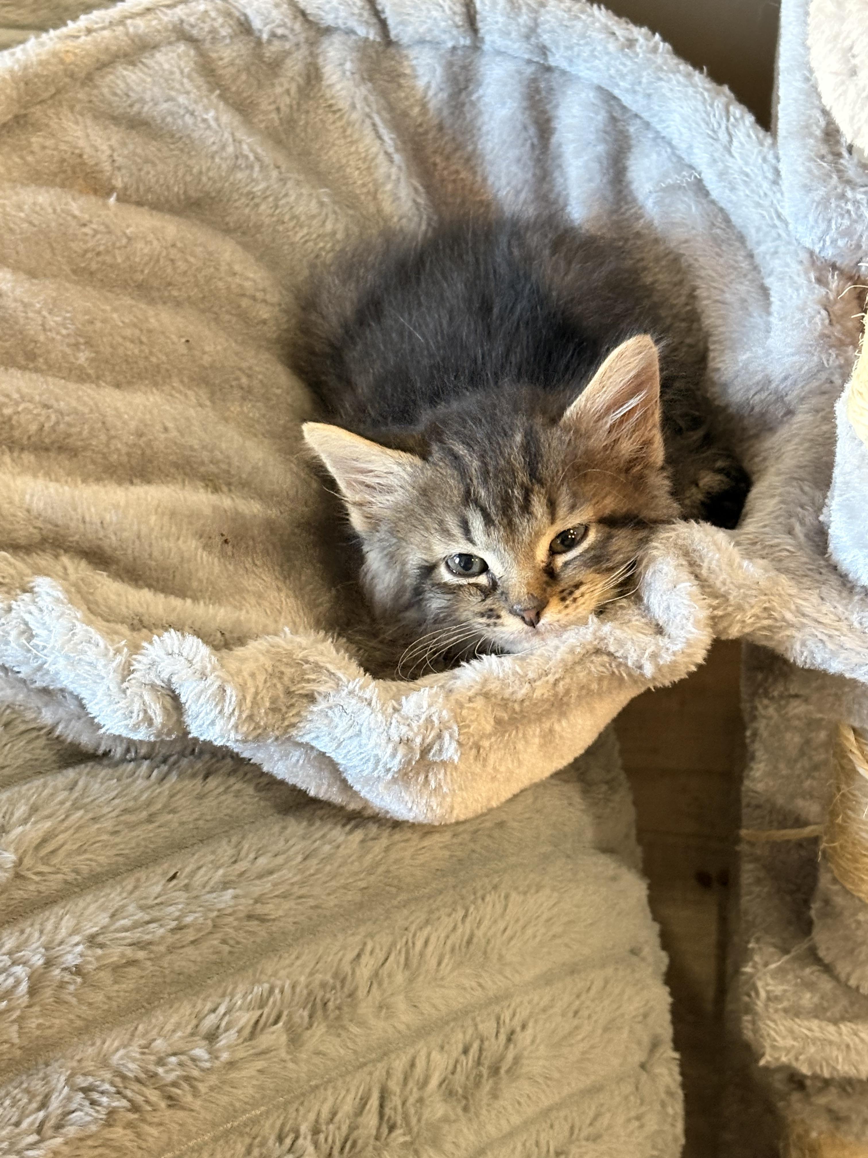 The Puma, a Adoptable Domestic Short Hair in Fruit Heights, UT image 6/6