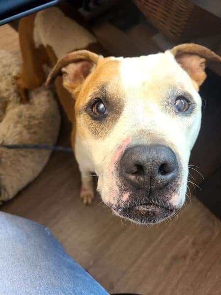 Maya, a Adoptable American Bulldog in Kensington, CA image 3/6