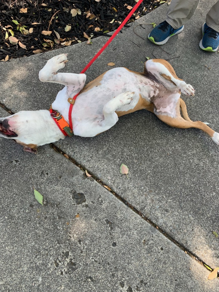 Maya, a Adoptable American Bulldog in Kensington, CA image 4/6