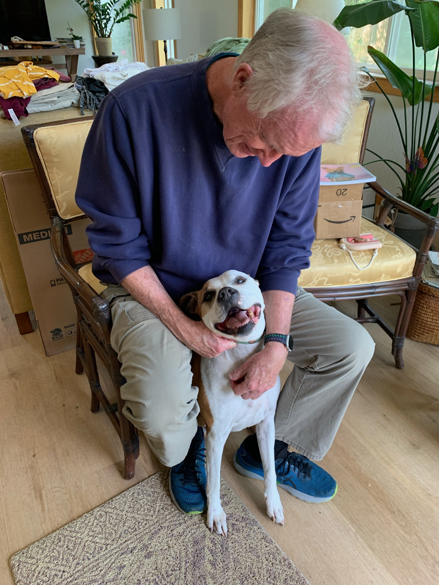 Maya, a Adoptable American Bulldog in Kensington, CA image 2/6