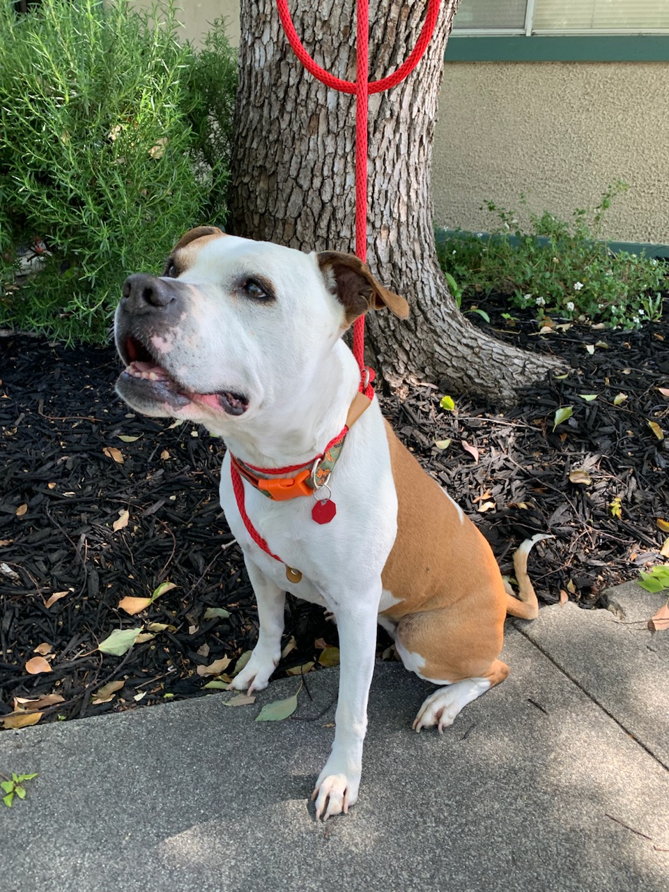 Maya, Adoptable, Senior Female American Bulldog.