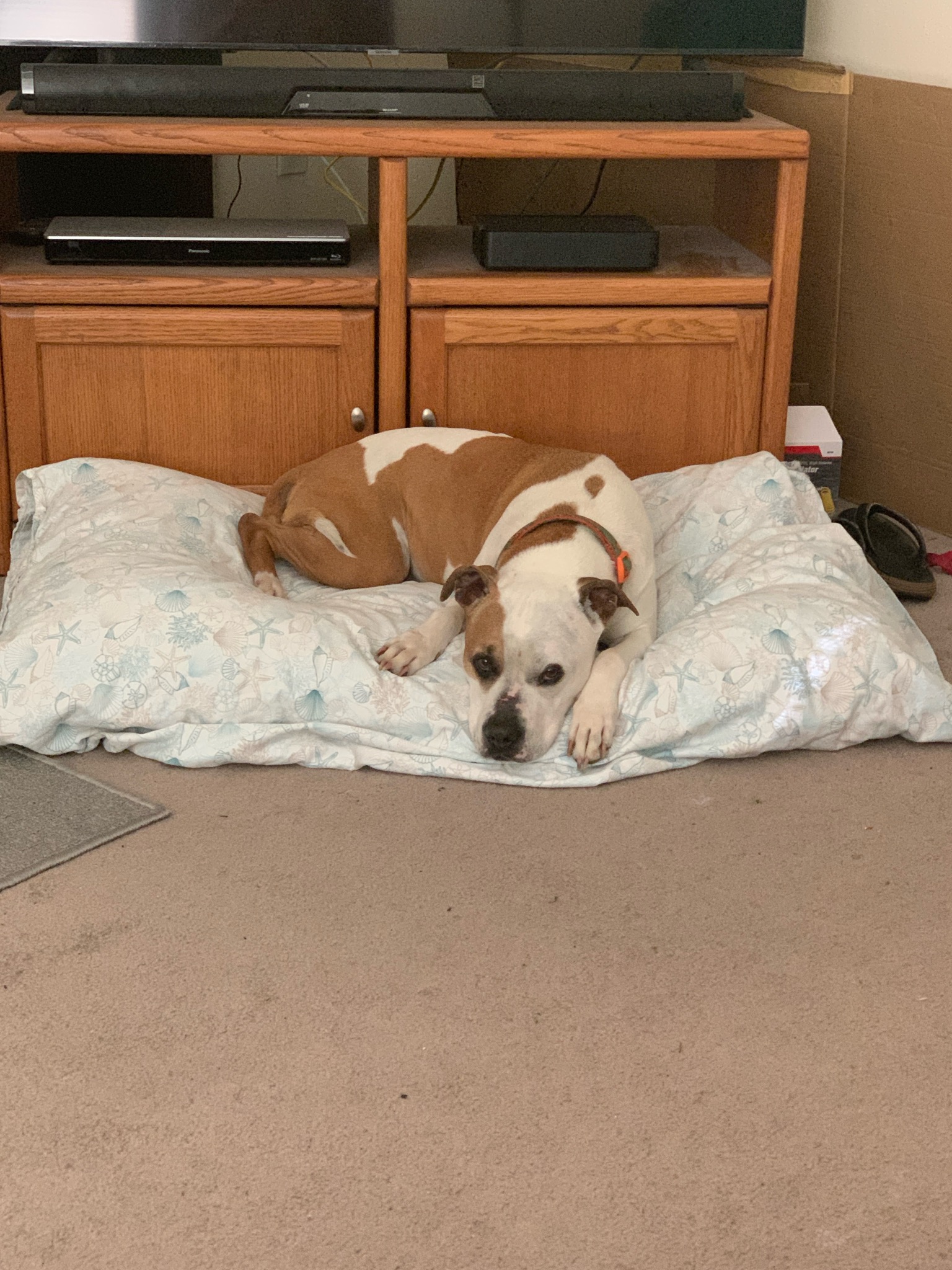 Maya, a Adoptable American Bulldog in Kensington, CA image 5/6
