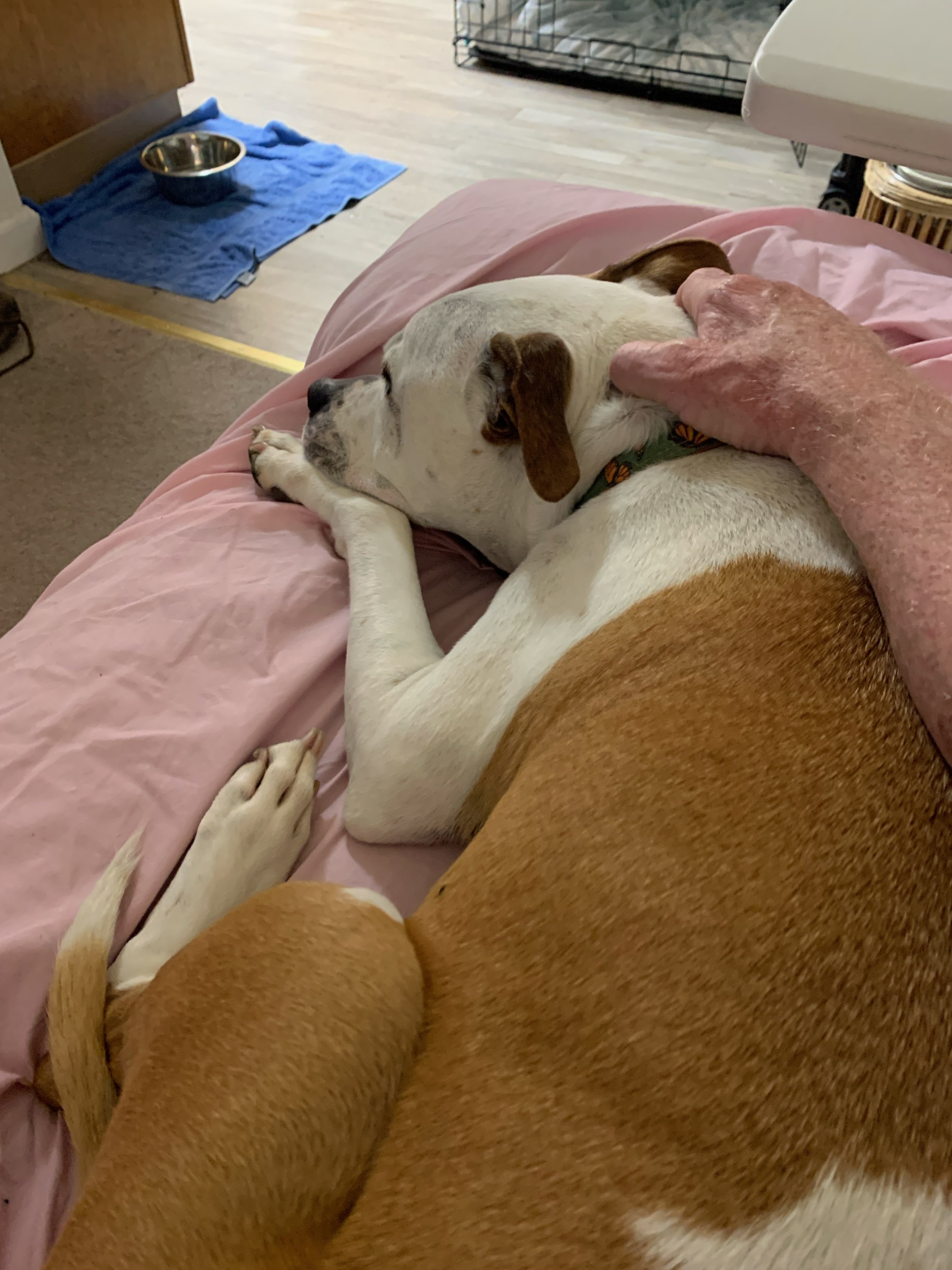 Maya, a Adoptable American Bulldog in Kensington, CA image 6/6