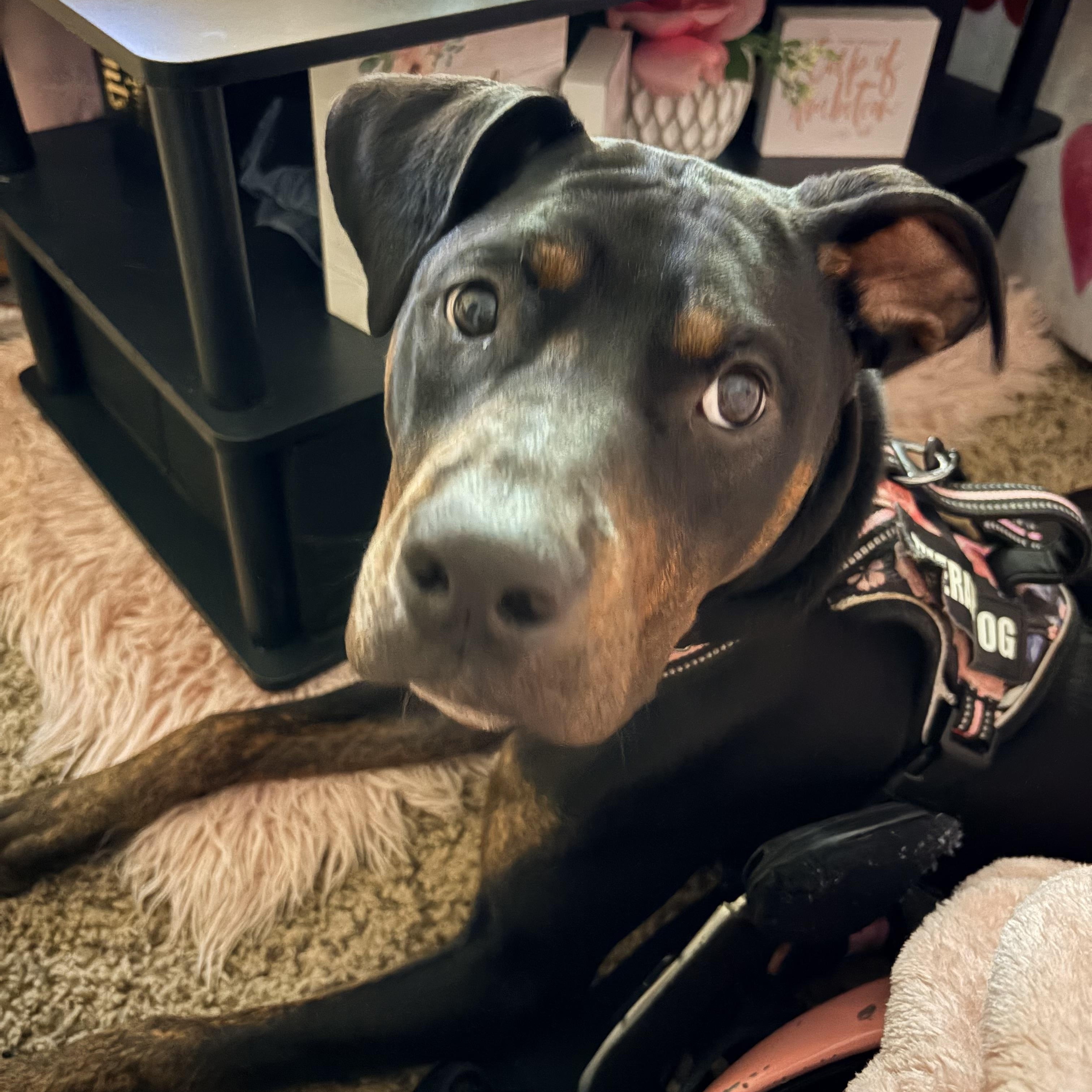 Wolf, ADOPTABLE, Puppy Male Doberman Pinscher.