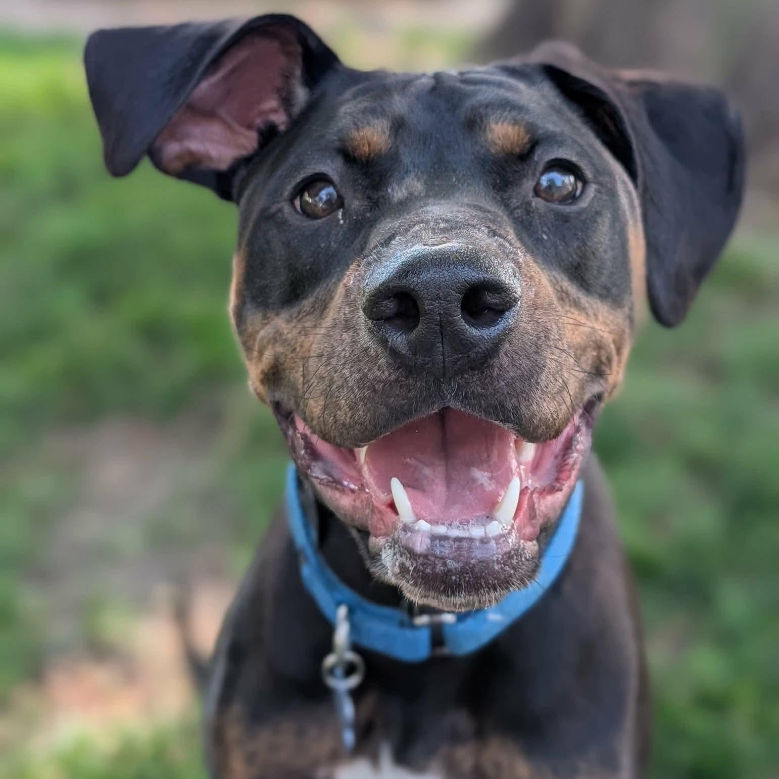 Wolf, ADOPTABLE, Puppy Male Doberman Pinscher.