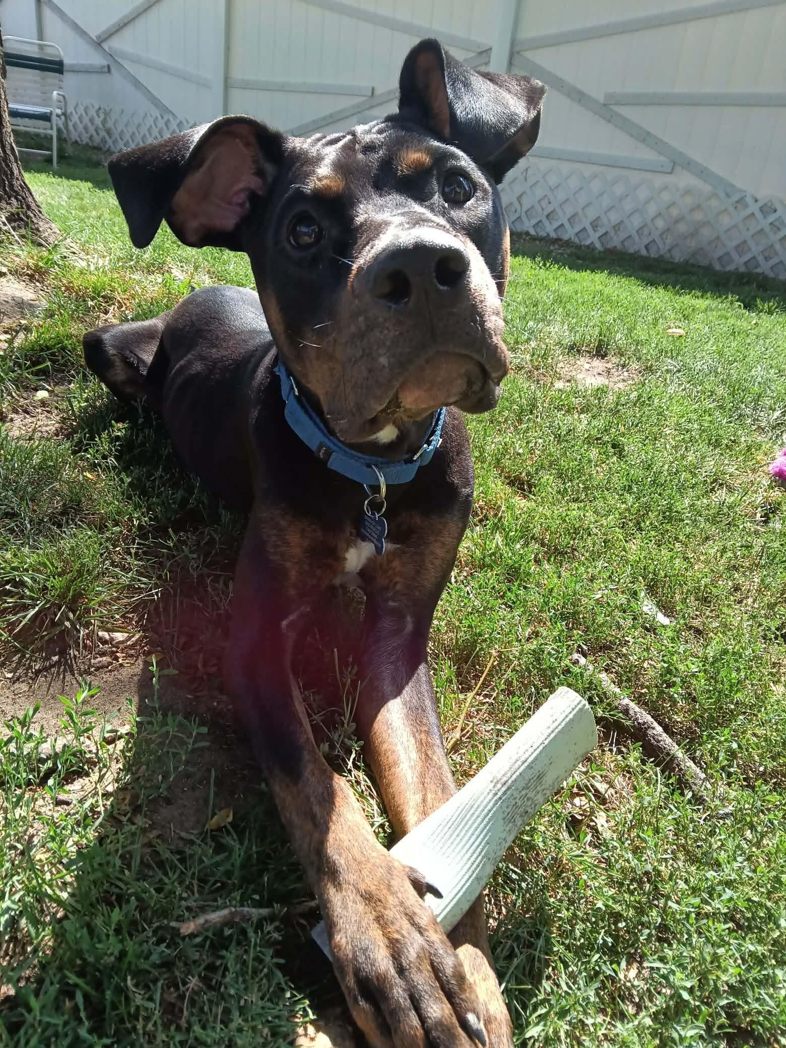 Enlarge Wolf, a ADOPTABLE mixed breed in Westland, MI image 5/5