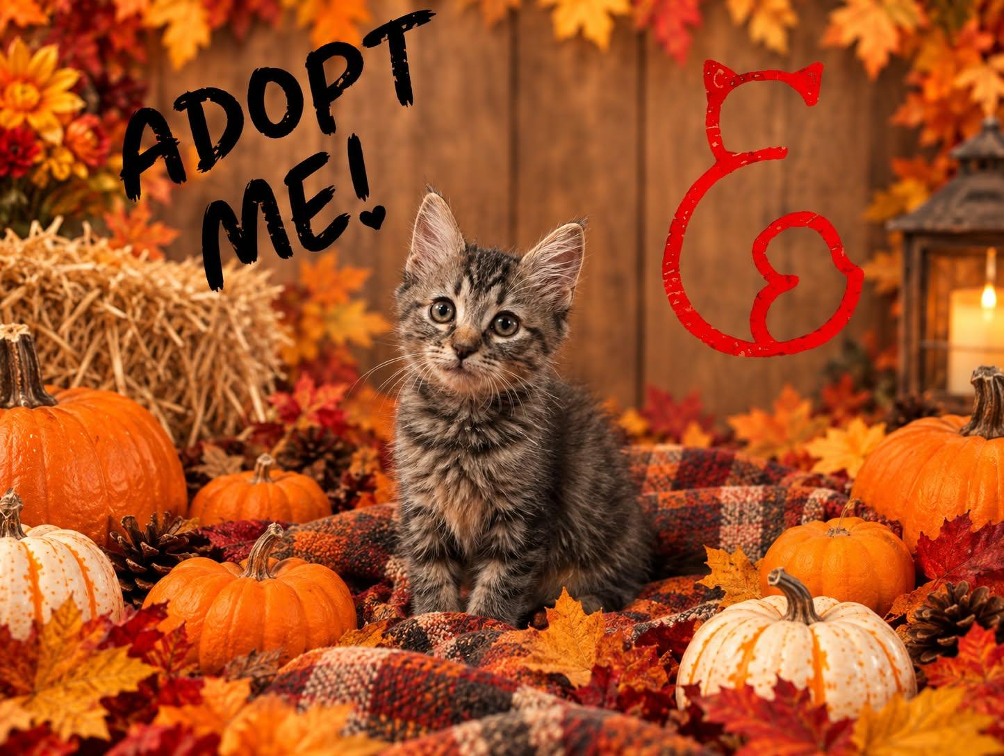 Penelope, Adoptable, Kitten Female Domestic Short Hair.