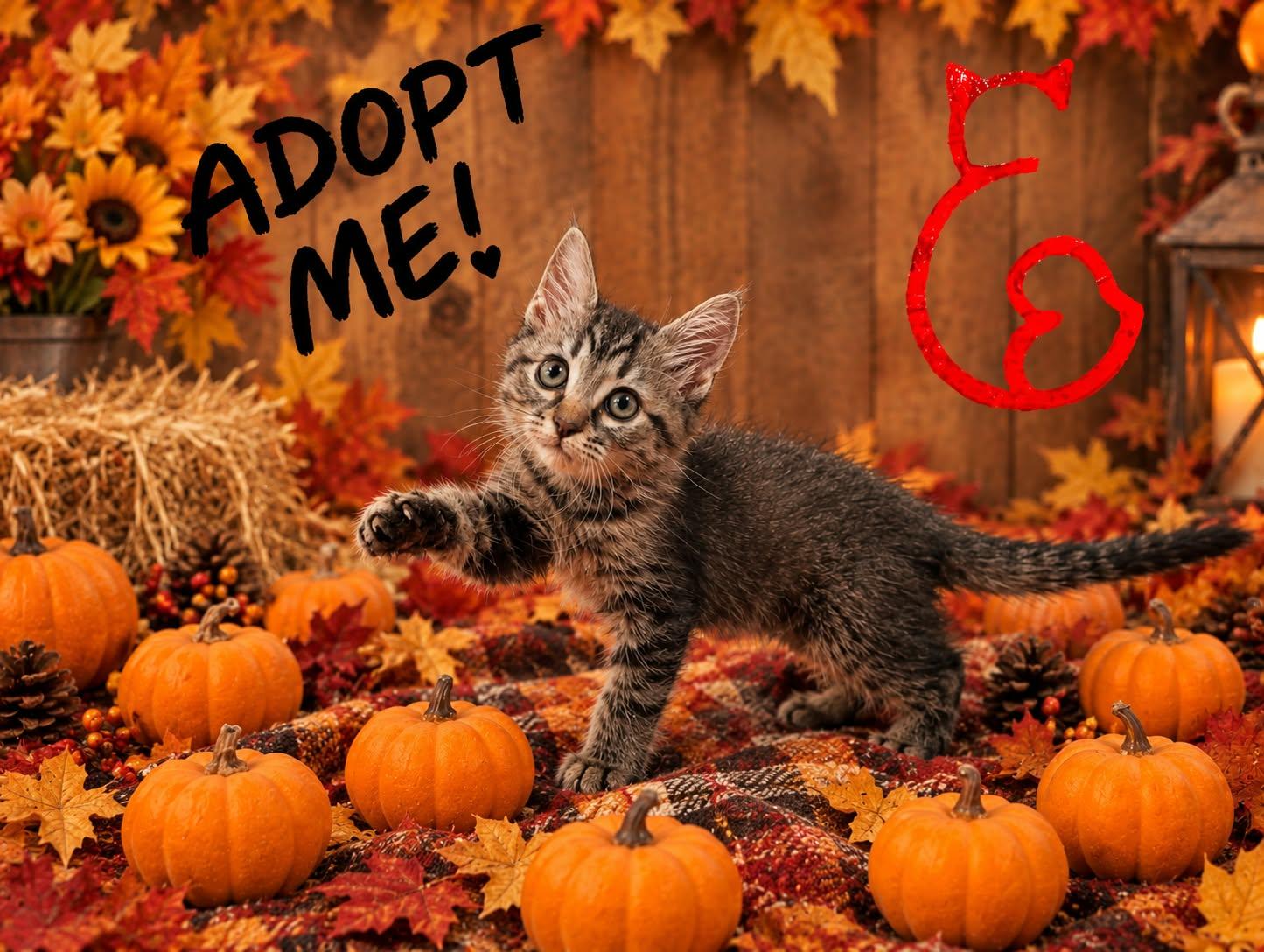 Enlarge Penelope, a Adoptable Domestic Short Hair in queen creek, AZ image 2/2