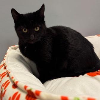 Opal, Adoptable, Kitten Female Domestic Short Hair.