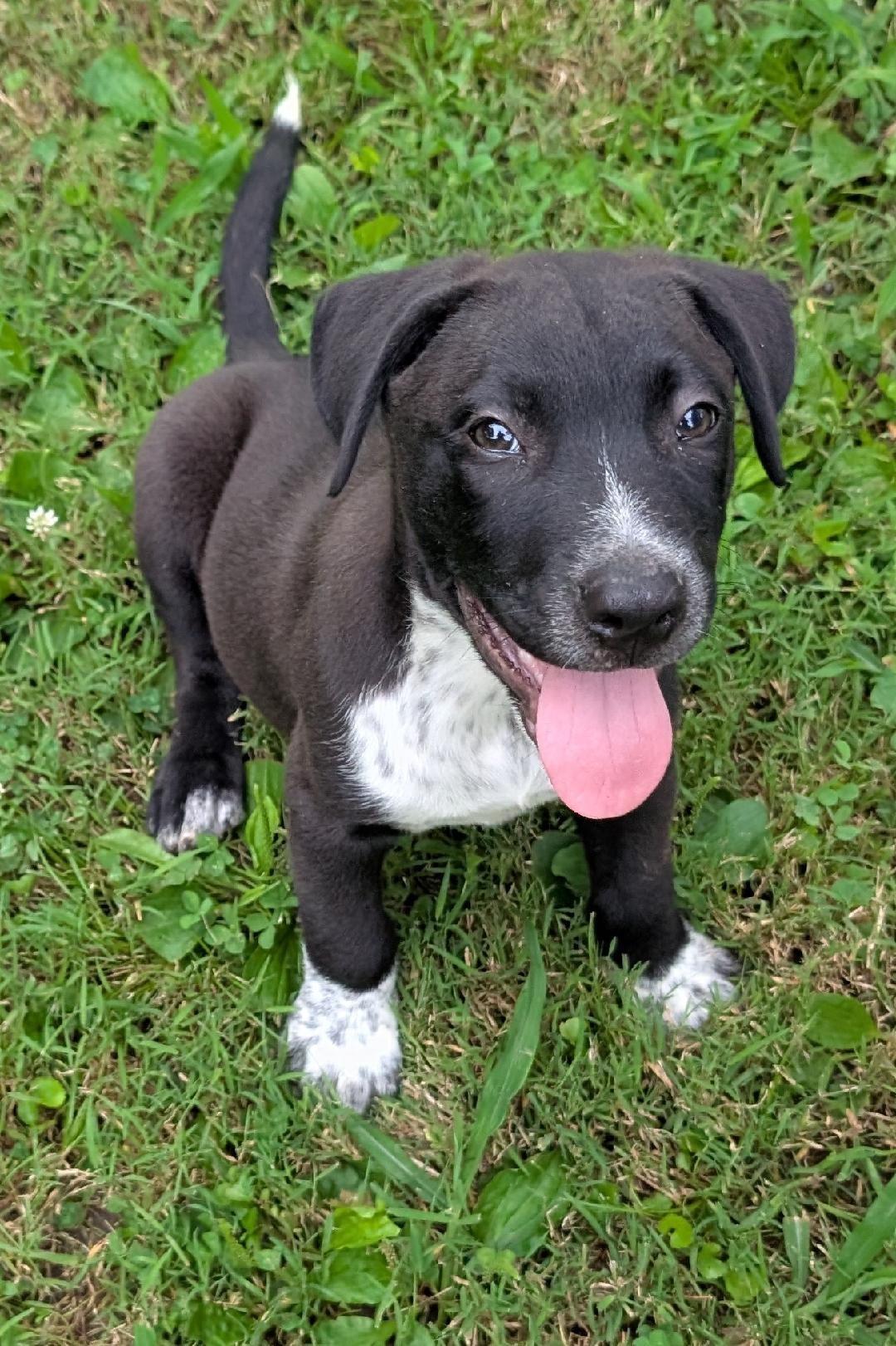 Enlarge Austin, a Adoptable mixed breed in Watertown, CT image 4/4