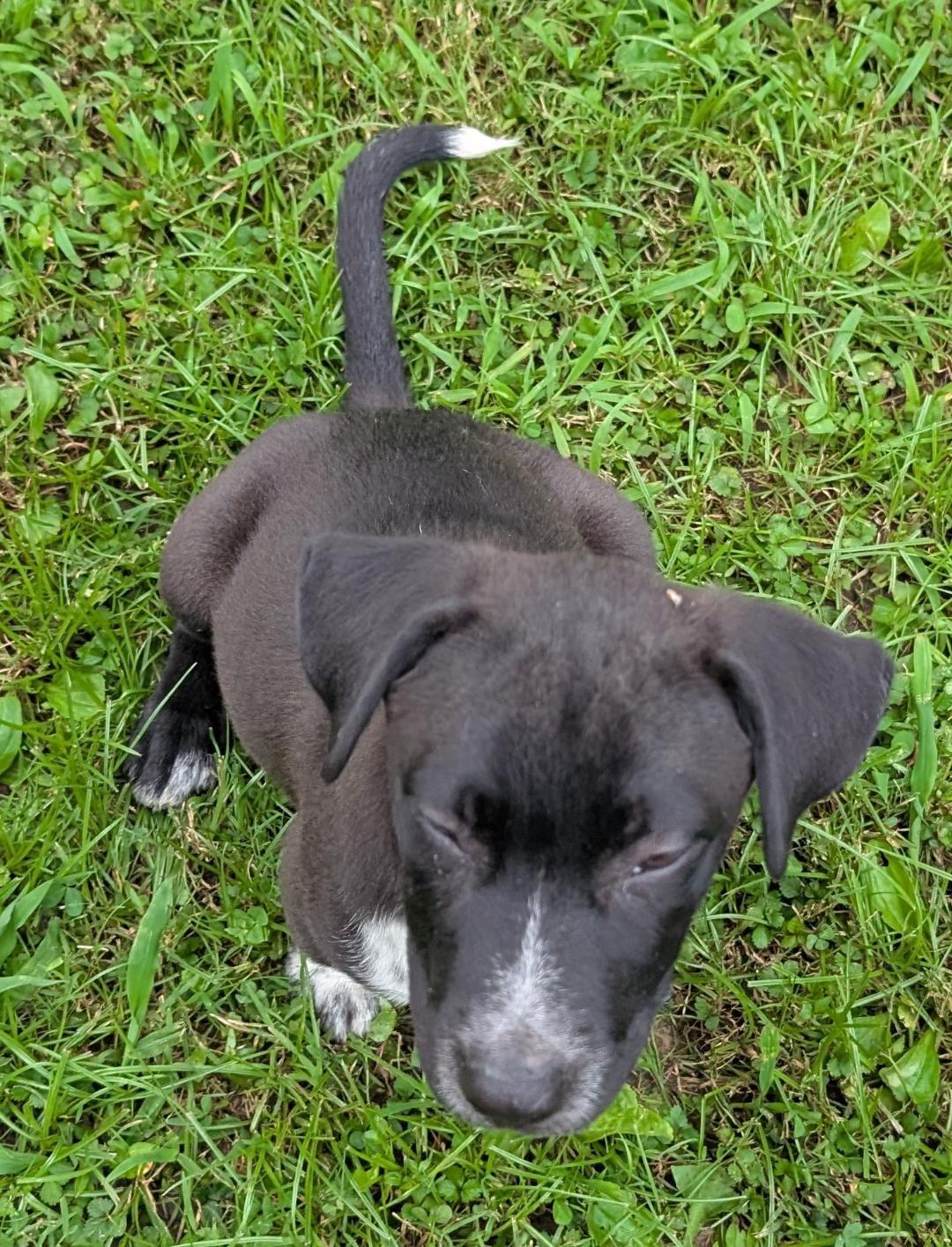 Enlarge Austin, a Adoptable mixed breed in Watertown, CT image 2/4