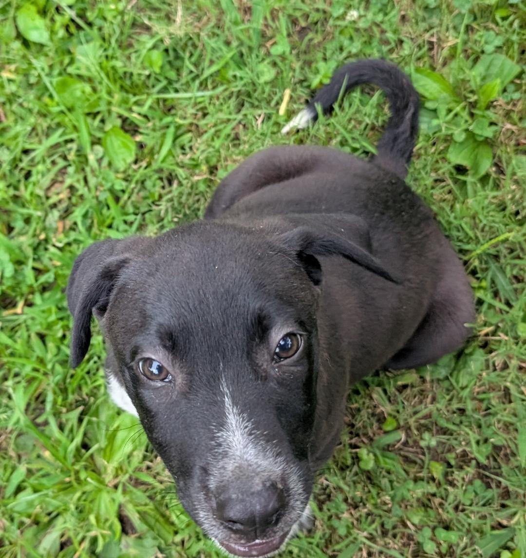 Enlarge Austin, a Adoptable mixed breed in Watertown, CT image 3/4