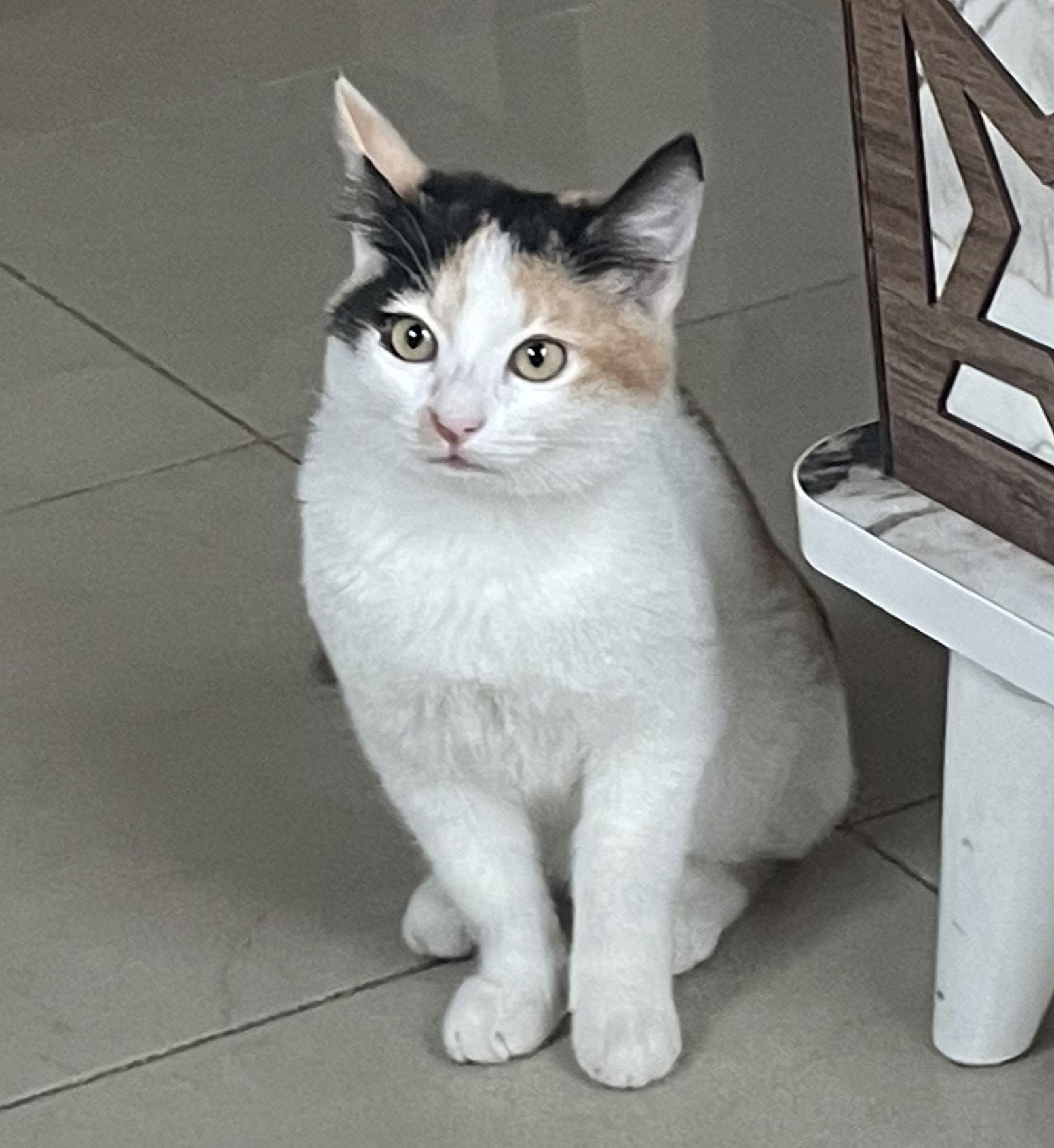 Lilly & Lilibeth BONDED