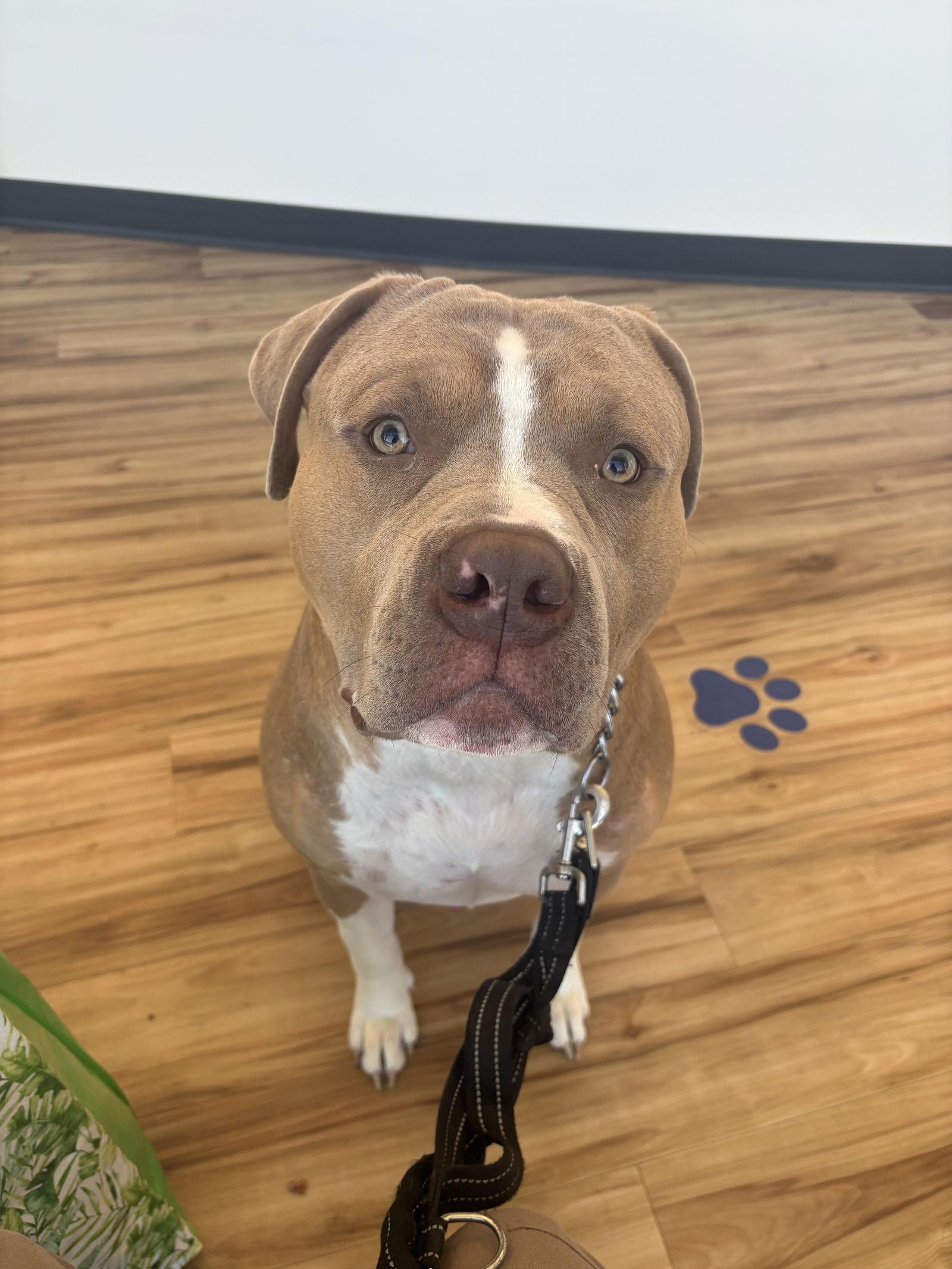 Enlarge Kingston *RESCUE ONLY*, a other Pit Bull Terrier in Richardson, TX image 1/2