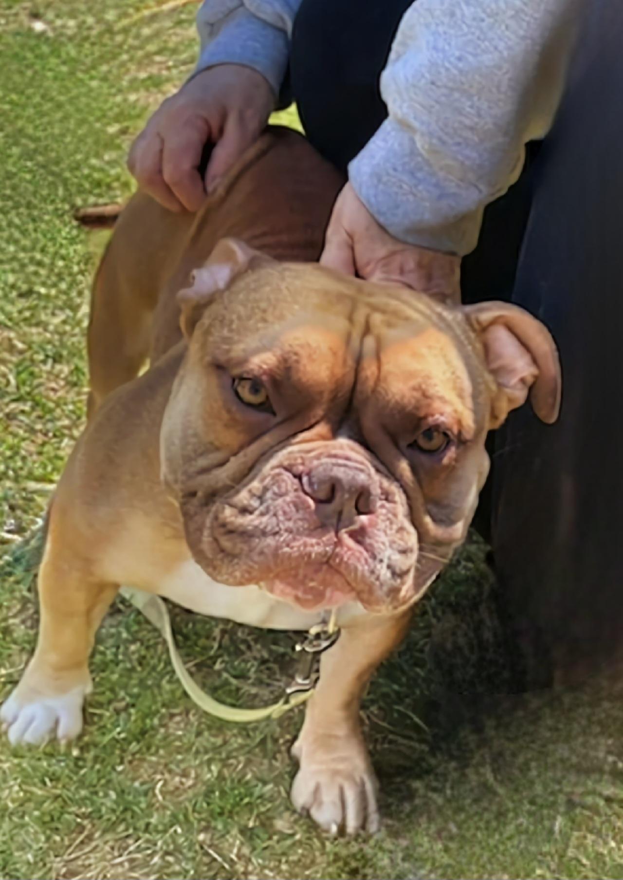 Enlarge King, a Adoptable Pit Bull Terrier in Terryville, CT image 1/6