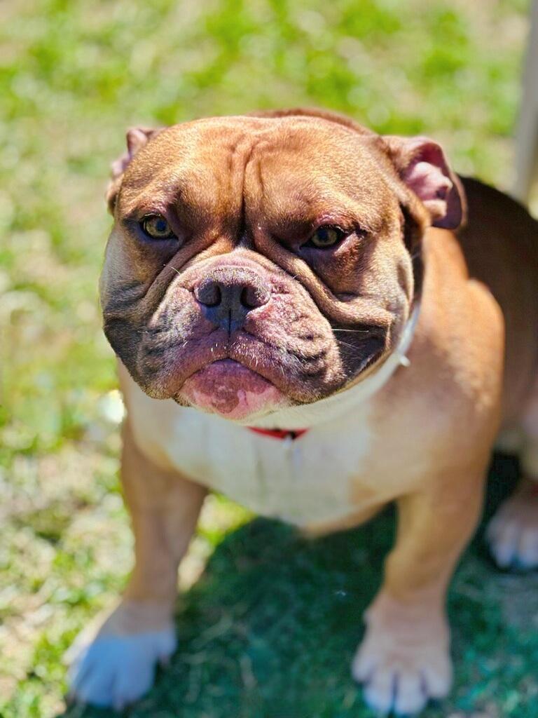King, Adoptable, Adult Male Pit Bull Terrier.