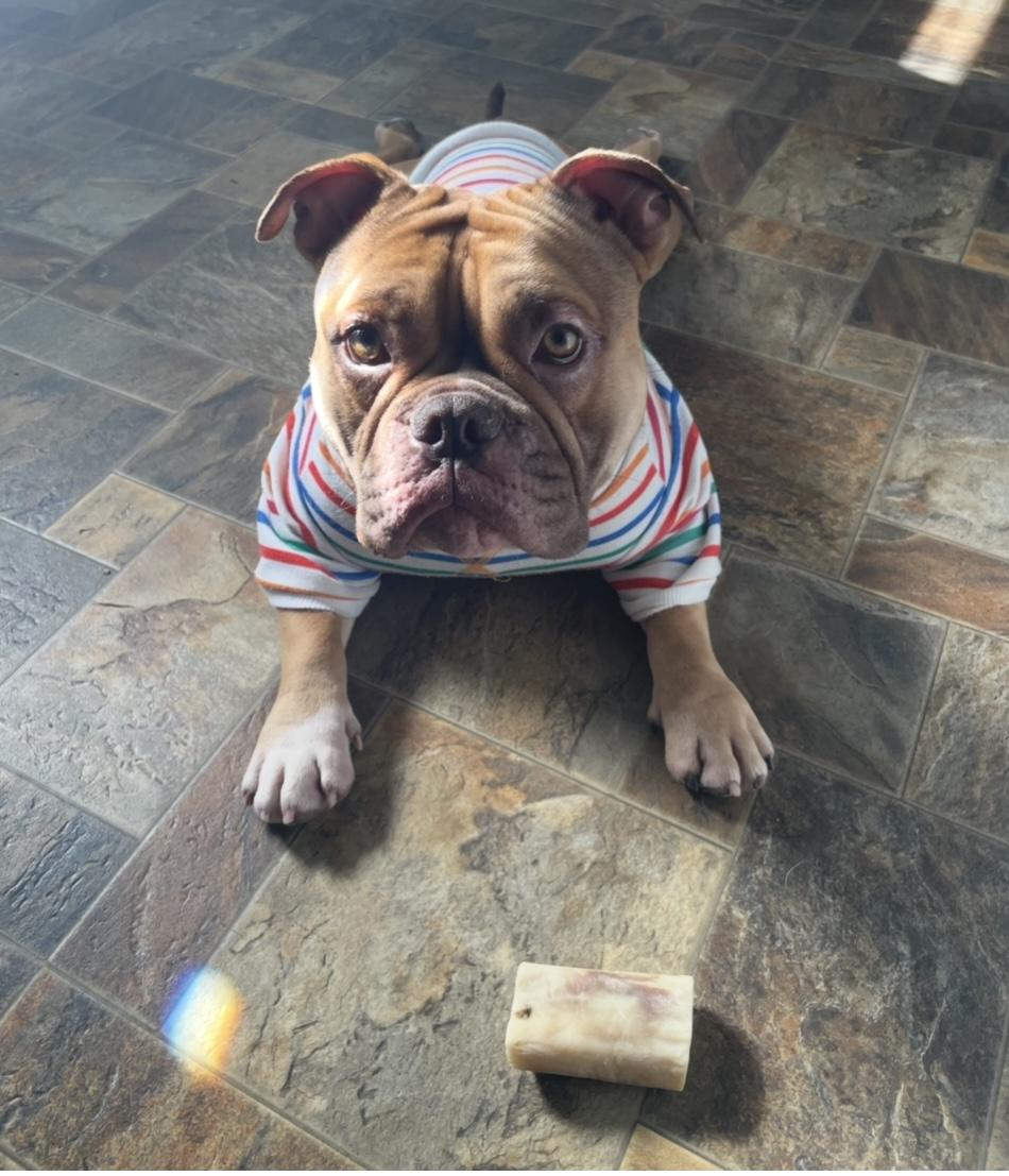 Enlarge King, a Adoptable Pit Bull Terrier in Terryville, CT image 4/6