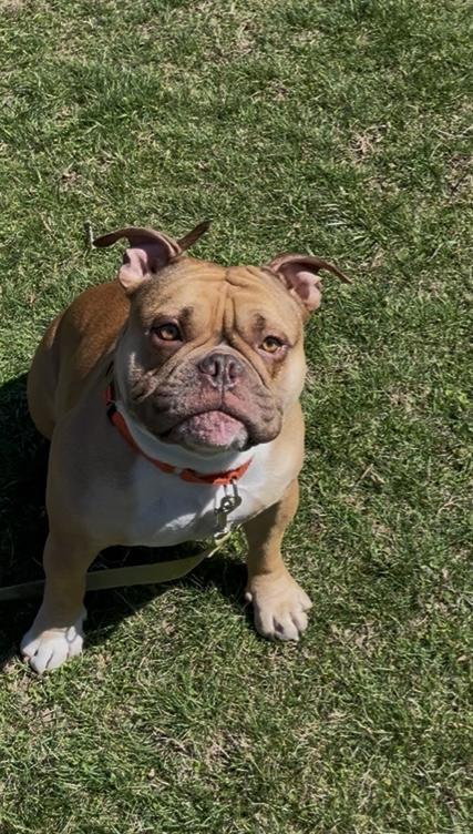Enlarge King, a Adoptable Pit Bull Terrier in Terryville, CT image 5/6