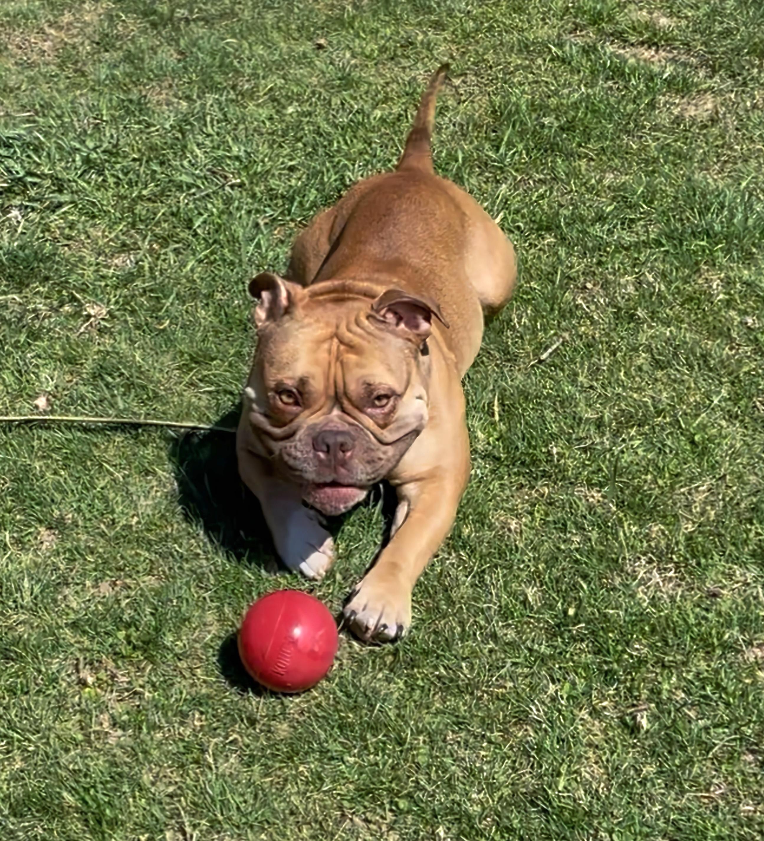 Enlarge King, a Adoptable Pit Bull Terrier in Terryville, CT image 6/6