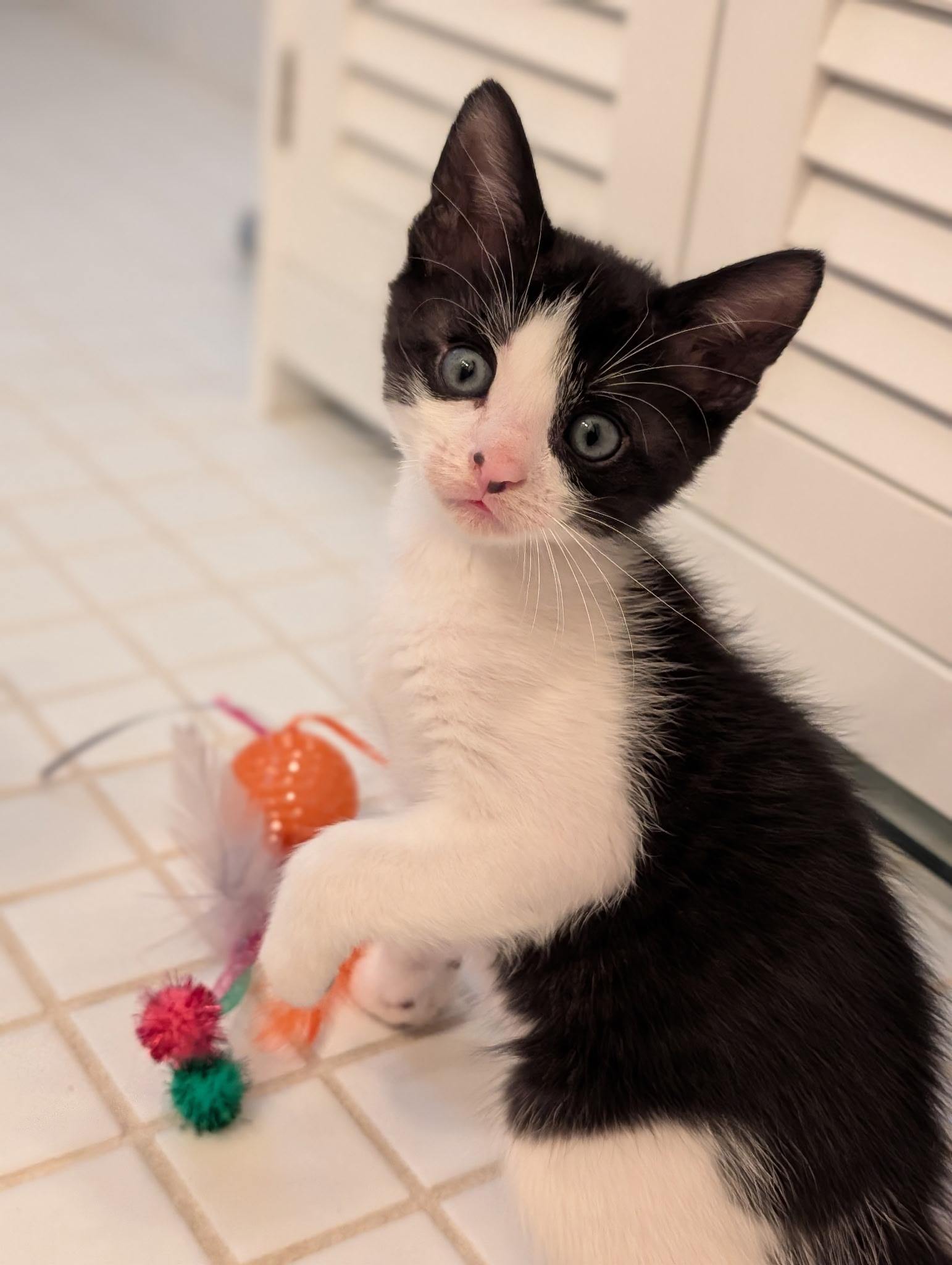 Enlarge Daisy & Duke , a ADOPTABLE Domestic Short Hair in Ardsley, NY image 2/2
