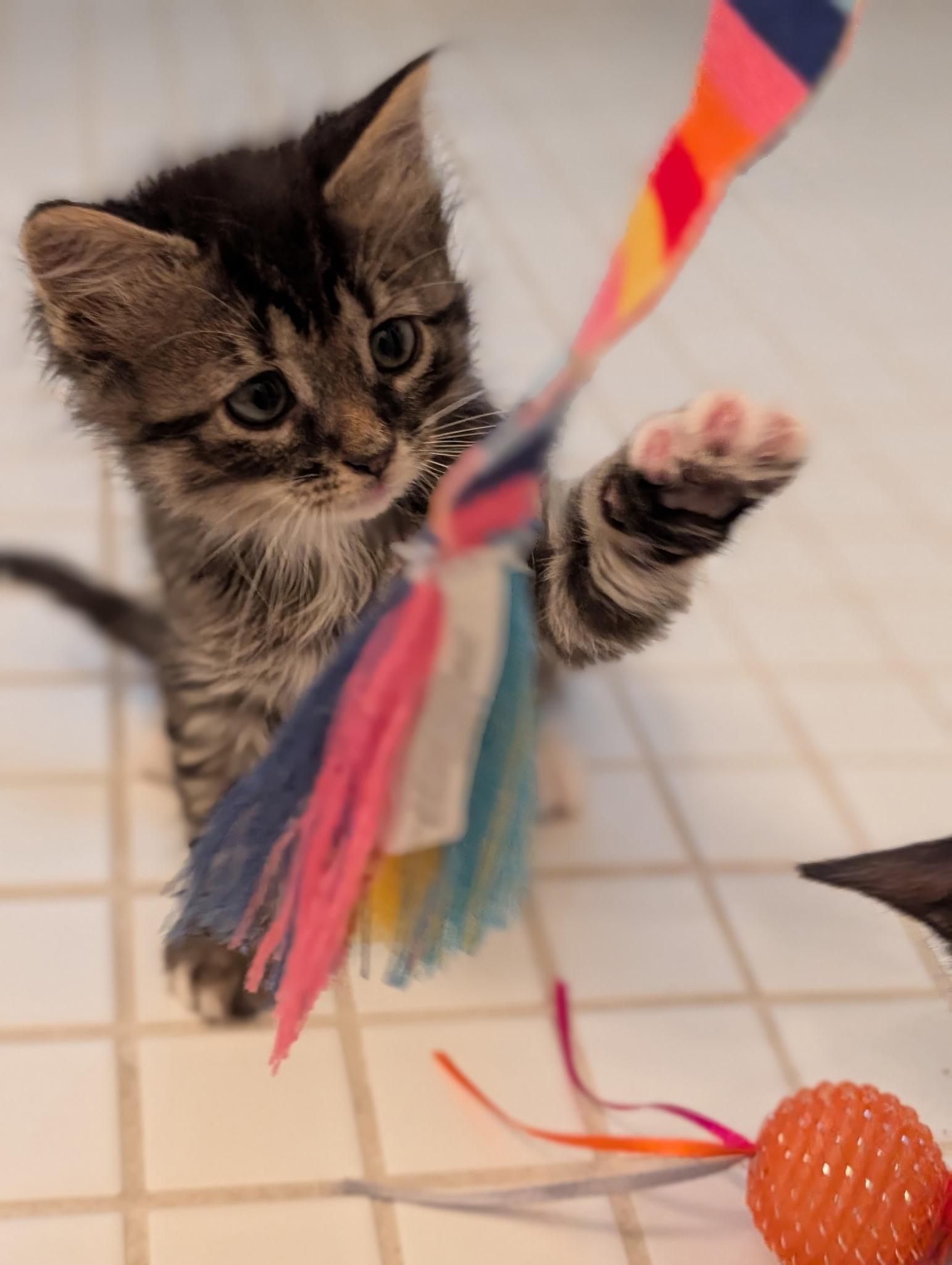 Daisy & Duke , ADOPTABLE, Kitten Male Domestic Short Hair.