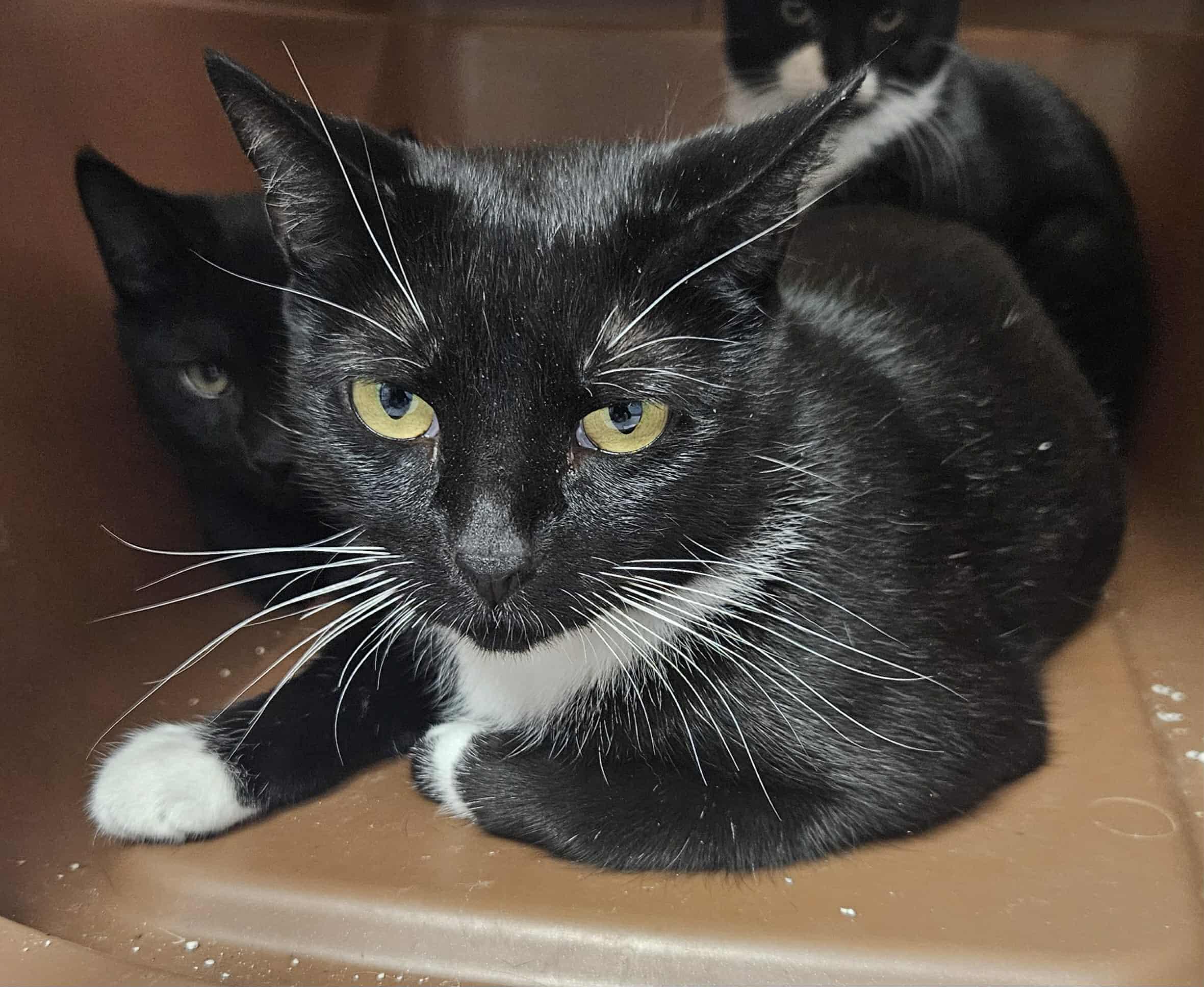 Junie, Adoptable, Young Female Tuxedo.