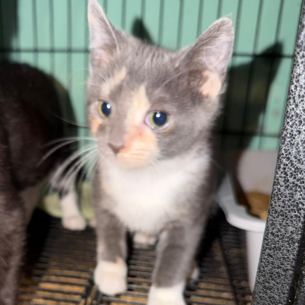 Enlarge Vixen, a Adoptable Domestic Short Hair in Fredericksburg, VA image 1/1