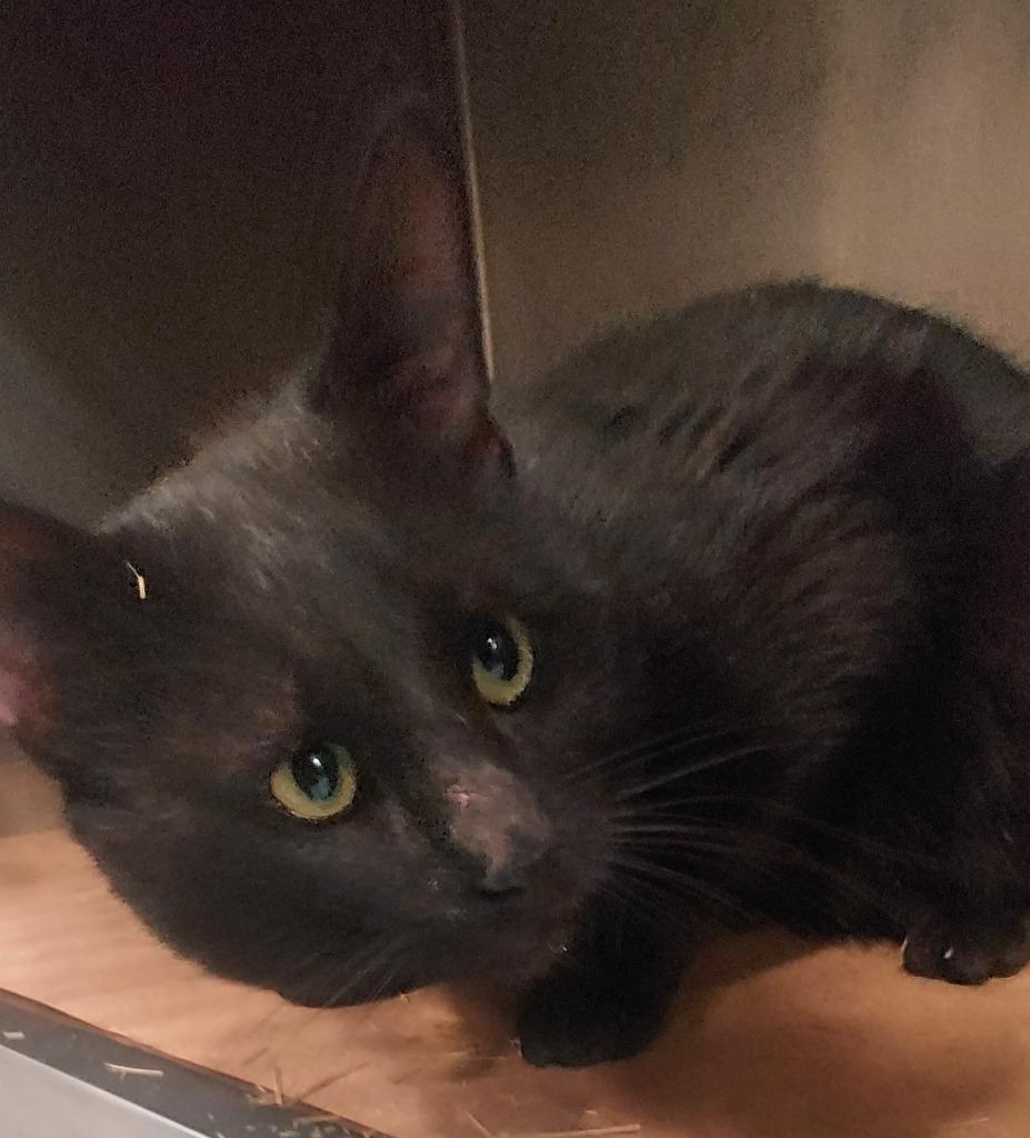 Bynx, Adoptable, Young Male Domestic Medium Hair.