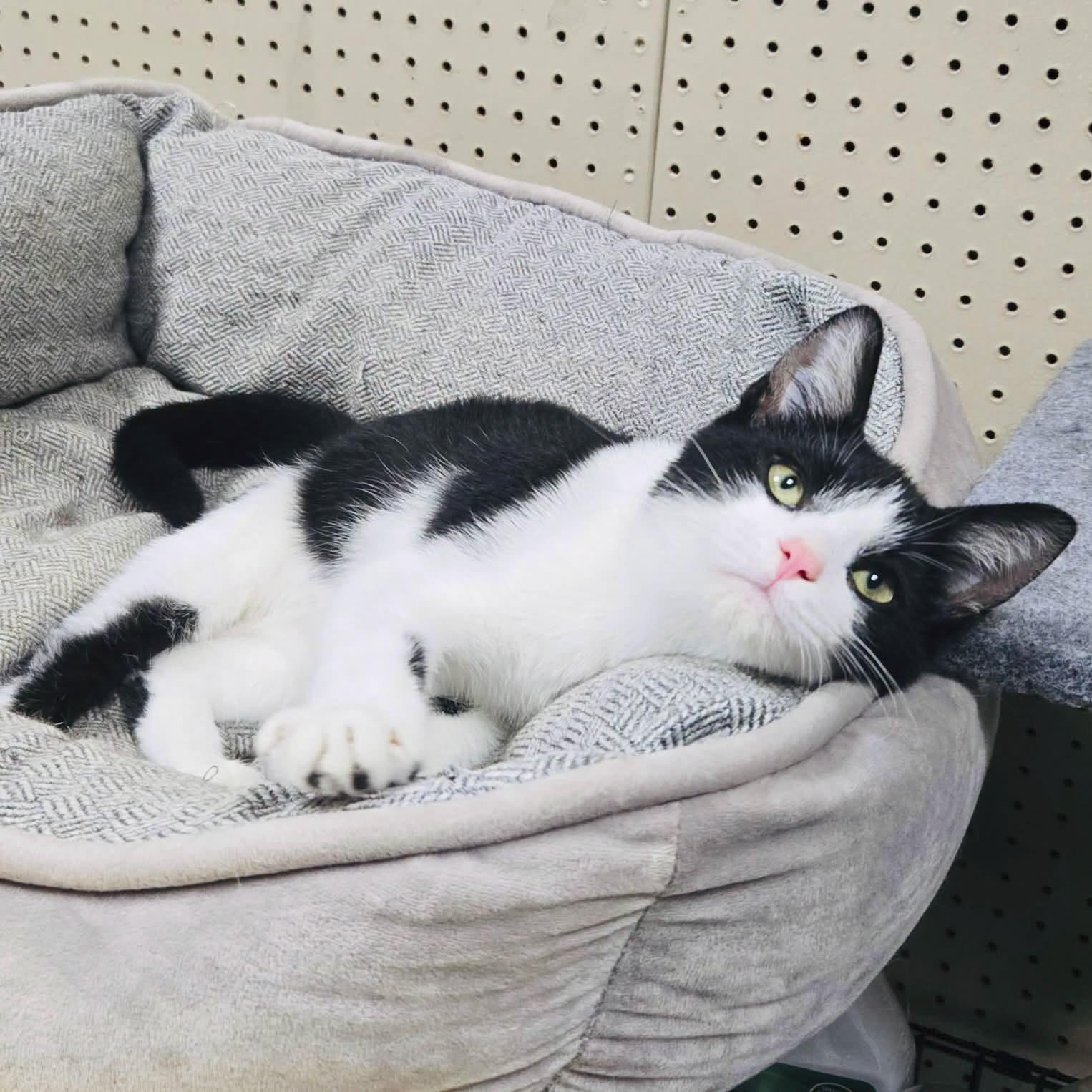 Joey, Adoptable, Kitten Male Domestic Short Hair.