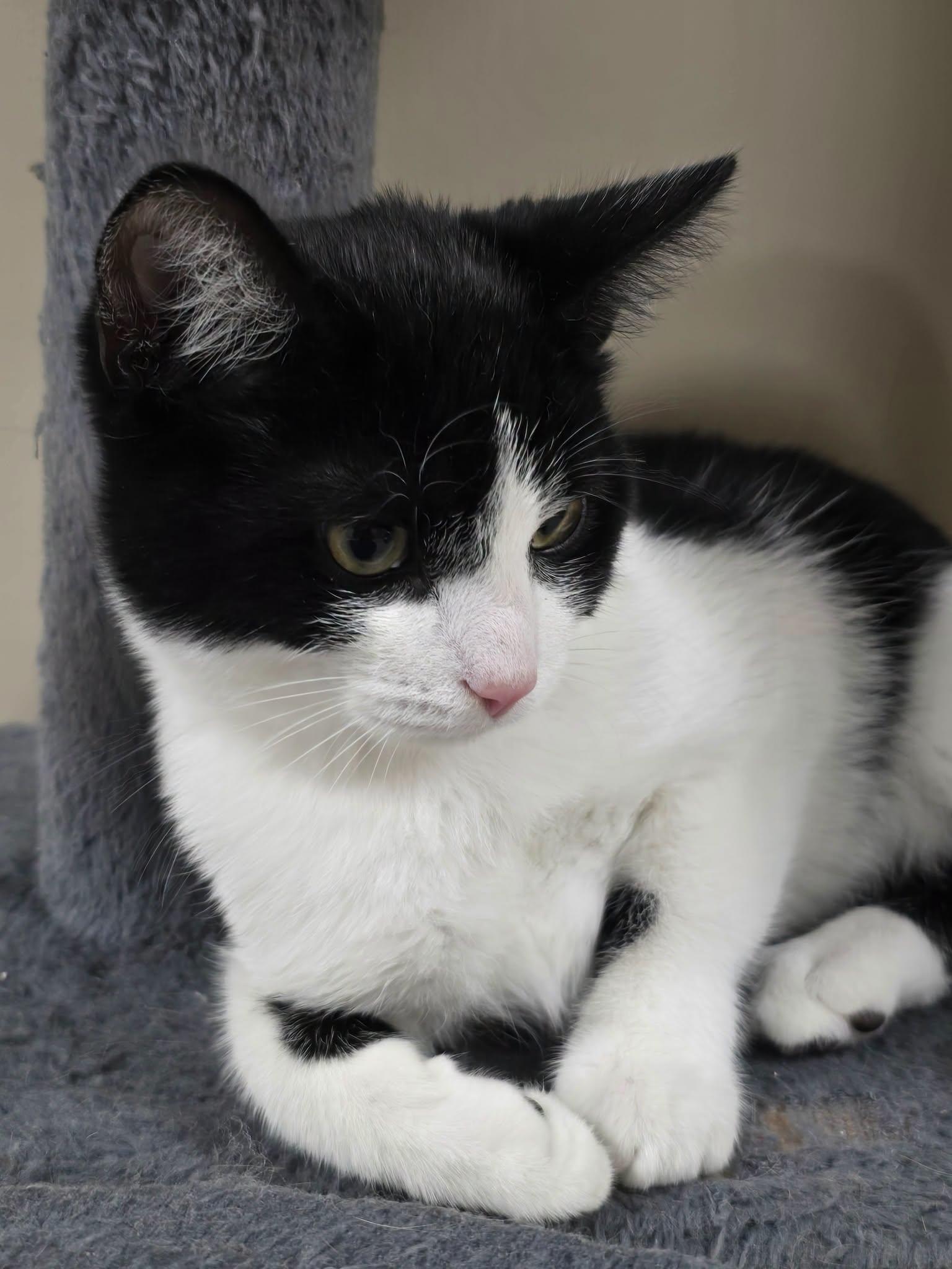 Enlarge Joey, a Adoptable mixed breed in Charleston, WV image 2/3