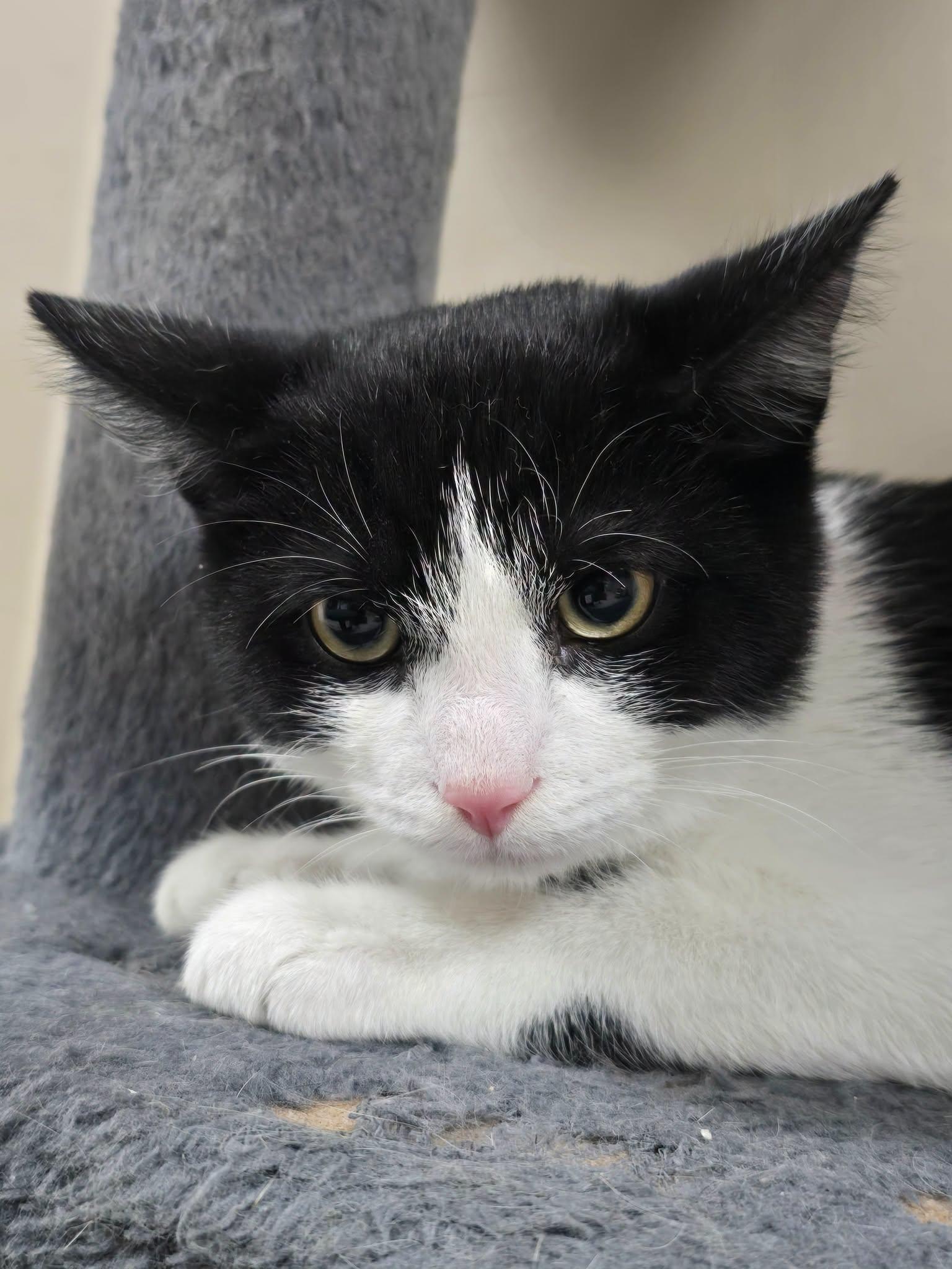 Enlarge Joey, a Adoptable mixed breed in Charleston, WV image 3/3
