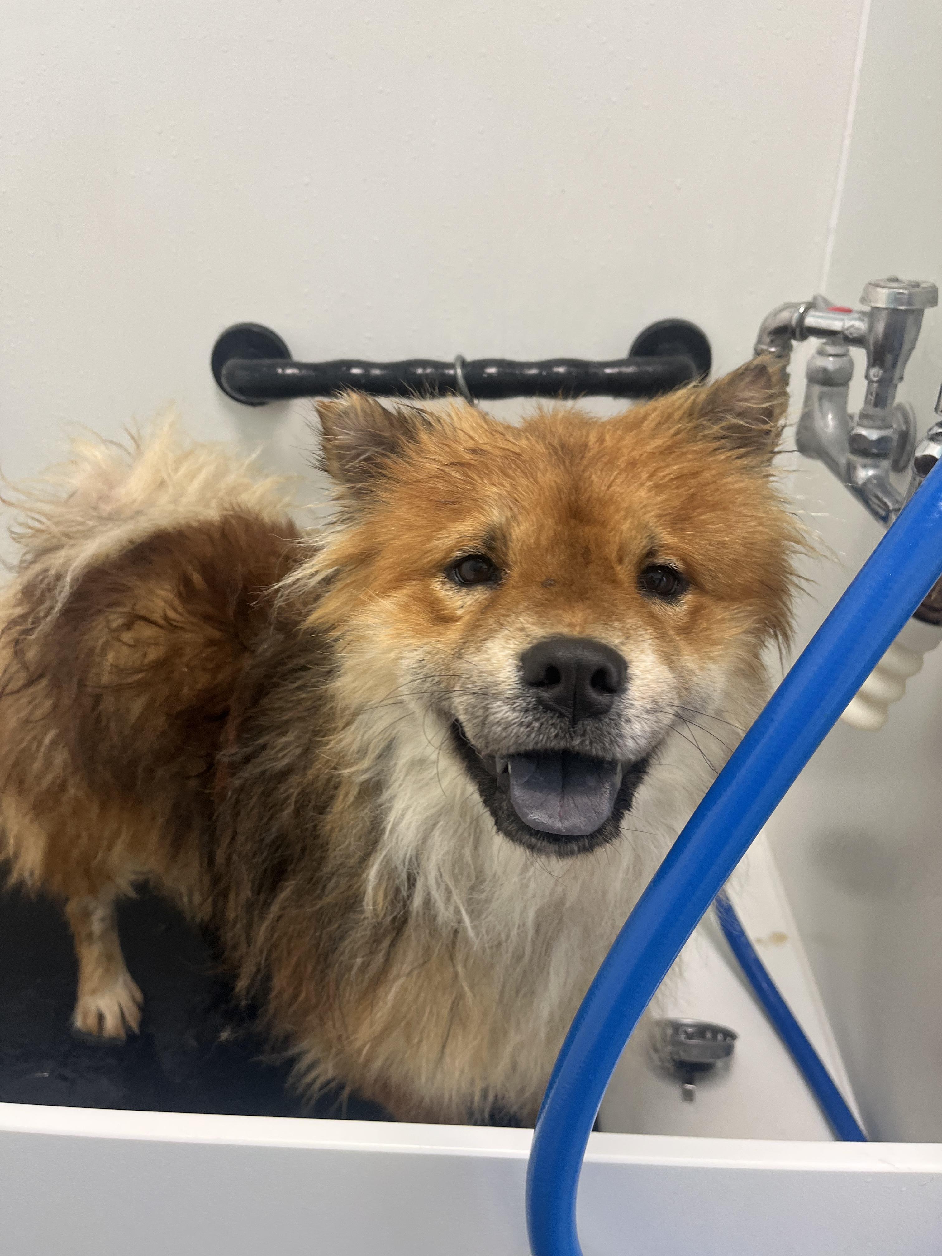 Enlarge Bono, a ADOPTABLE Chow Chow in Franklin, TN image 3/5