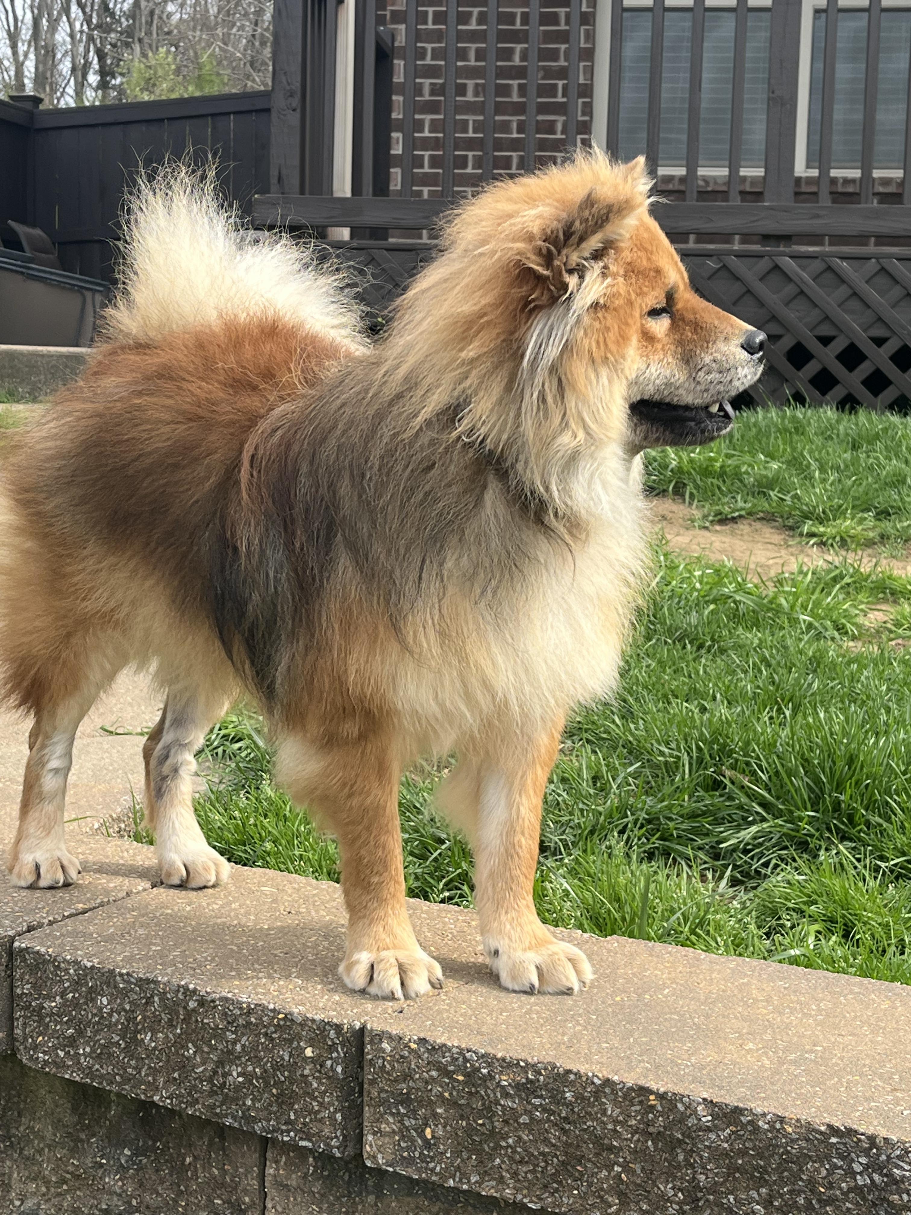 Enlarge Bono, a ADOPTABLE Chow Chow in Franklin, TN image 2/5