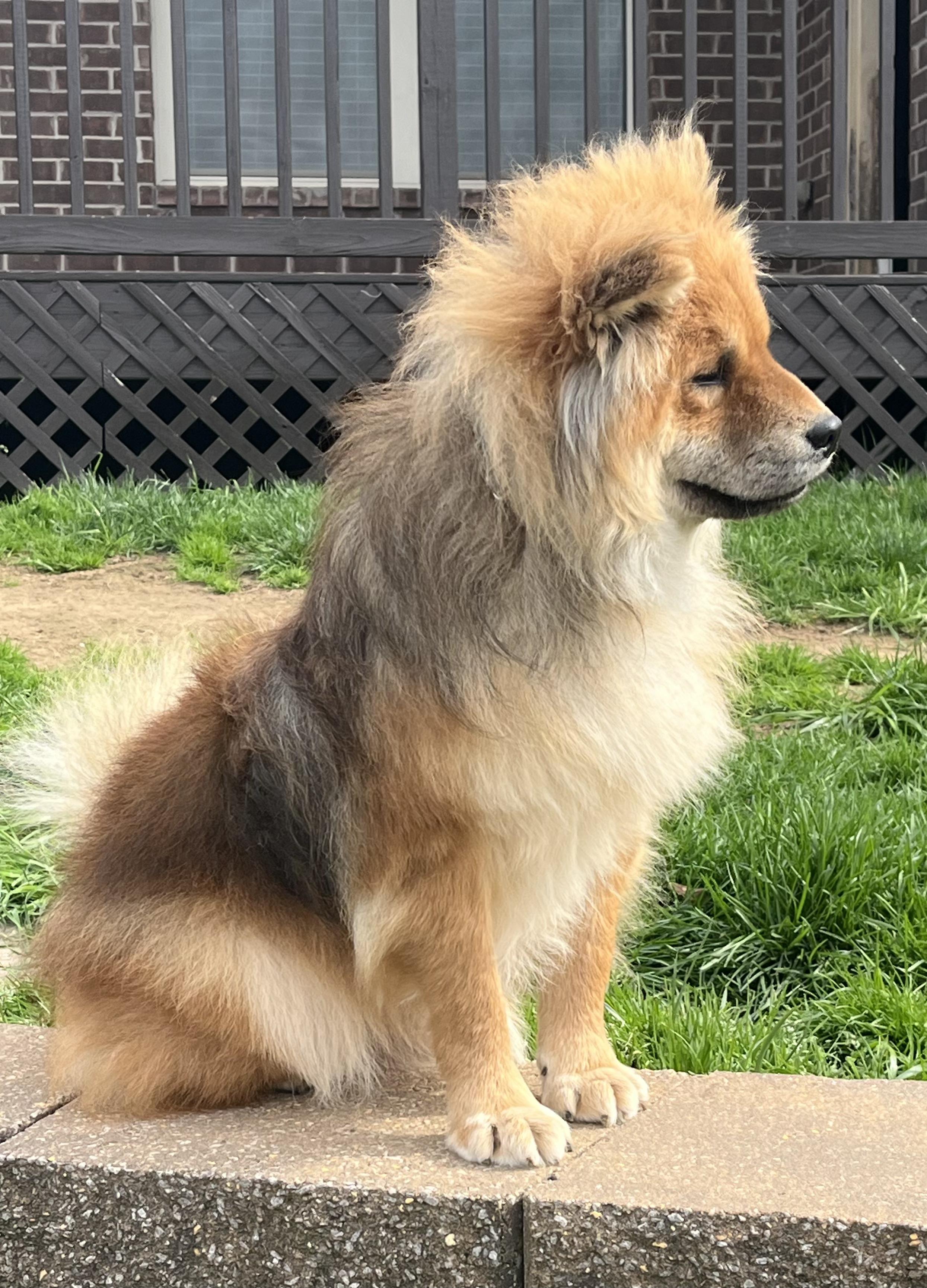 Enlarge Bono, a ADOPTABLE Chow Chow in Franklin, TN image 4/5