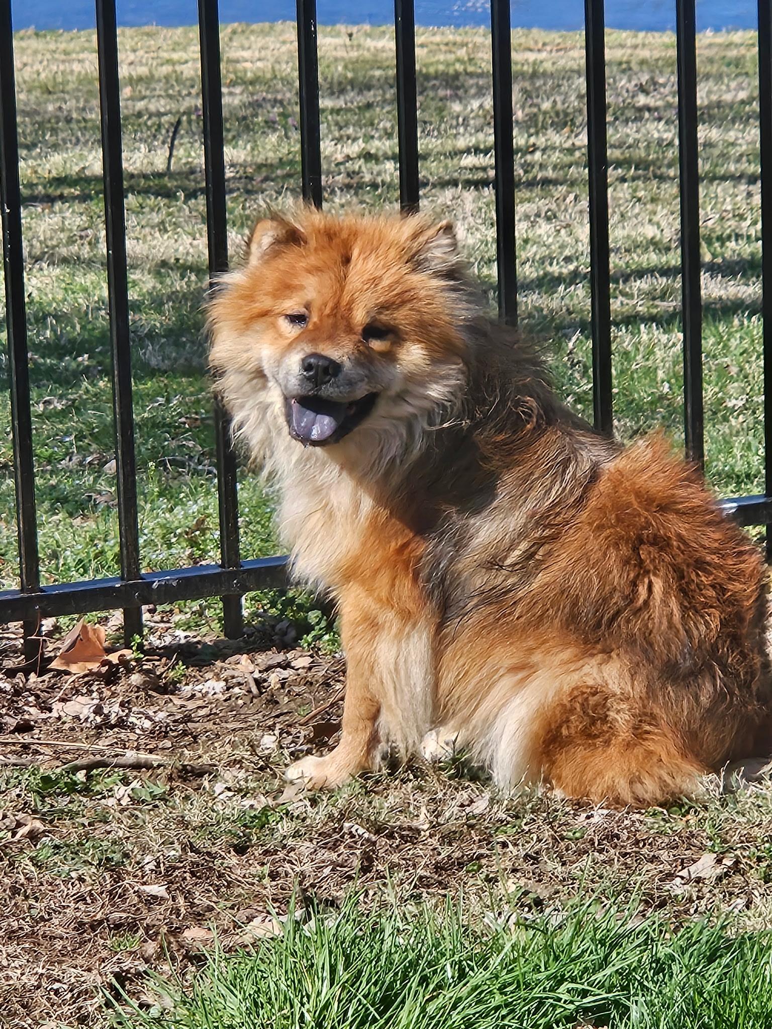 Enlarge Bono, a ADOPTABLE Chow Chow in Franklin, TN image 1/5