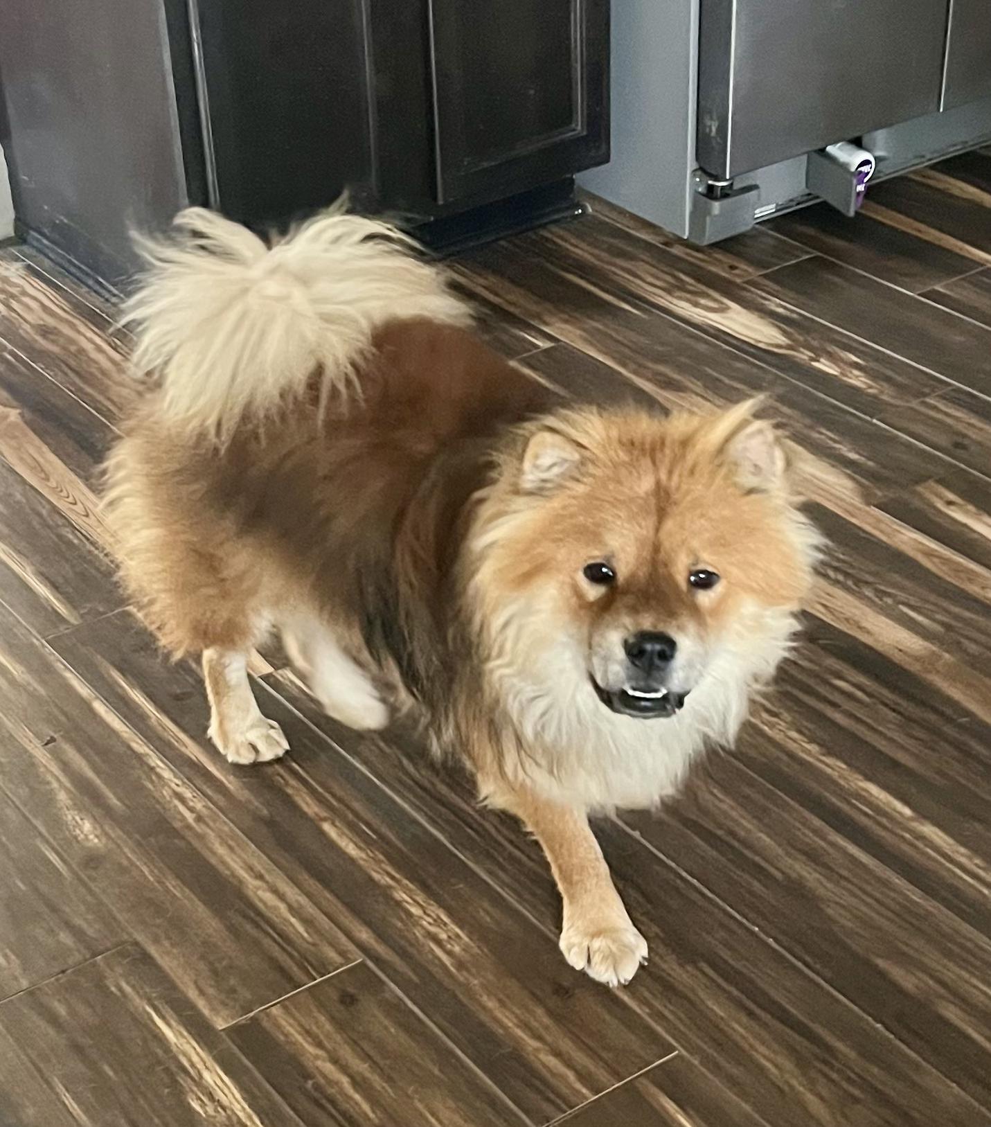 Enlarge Bono, a ADOPTABLE Chow Chow in Franklin, TN image 5/5