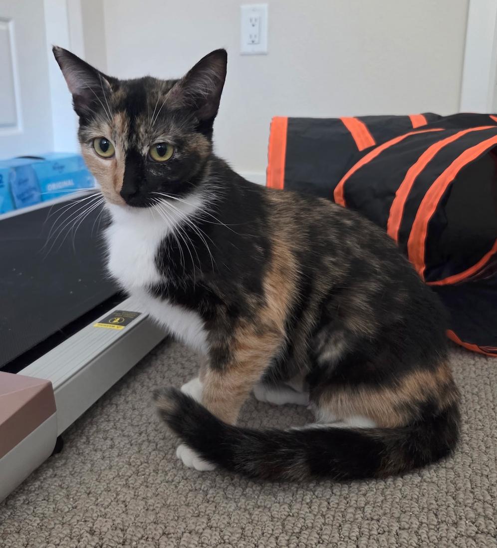 Sunny and Mia (bonded pair), a ADOPTABLE Domestic Short Hair in El Monte, CA image 4/6
